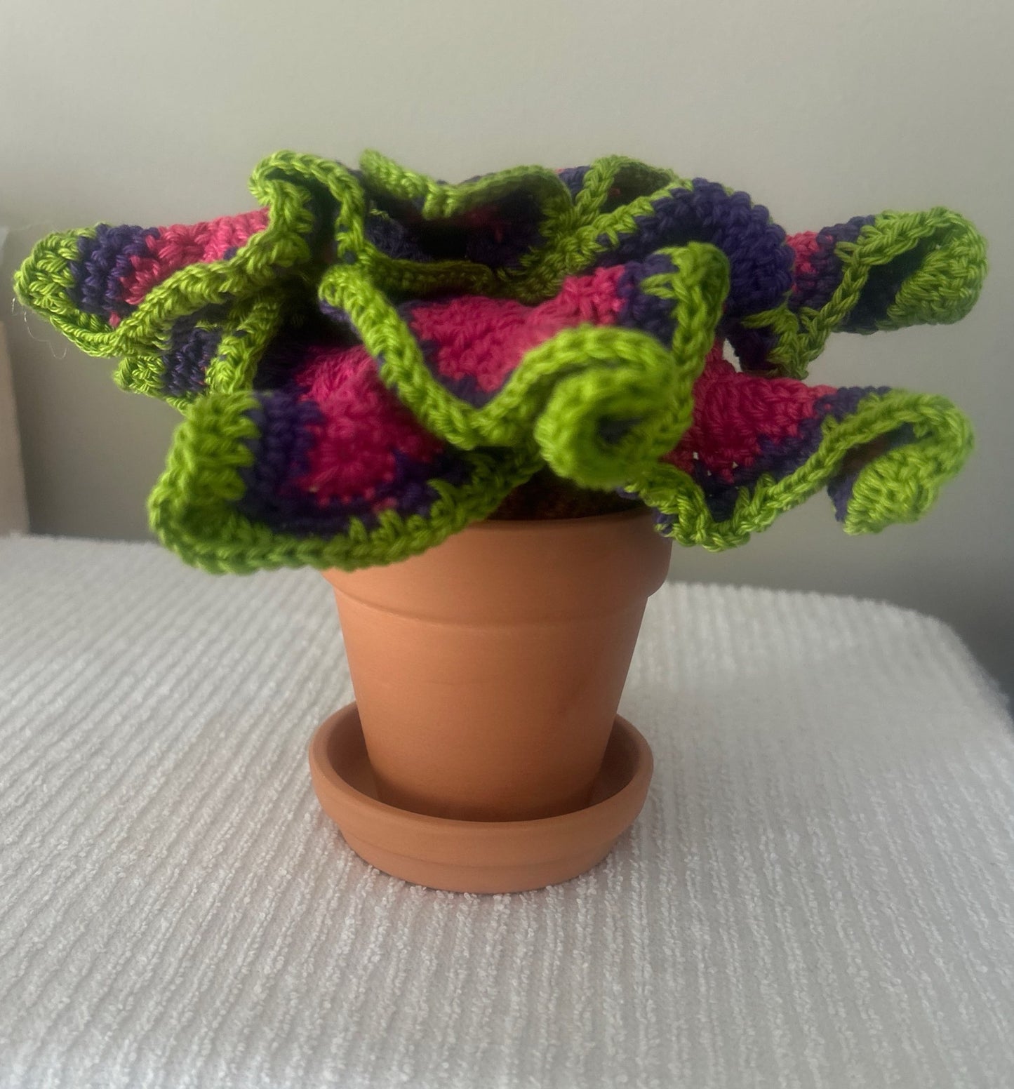 Coleus (Solenostemon)