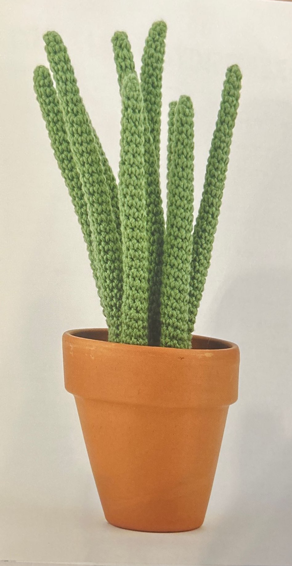 African Spear (Sansevieria Cylindrica)