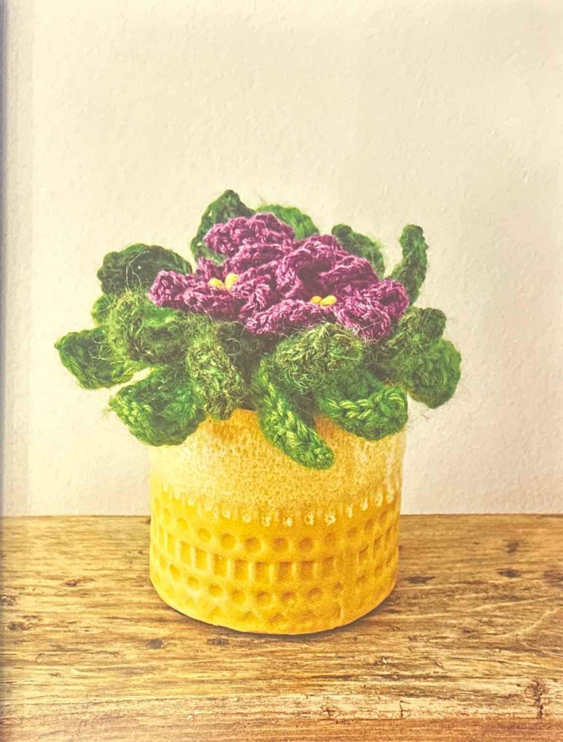 African Violet (Saintpaulia Lonantha)