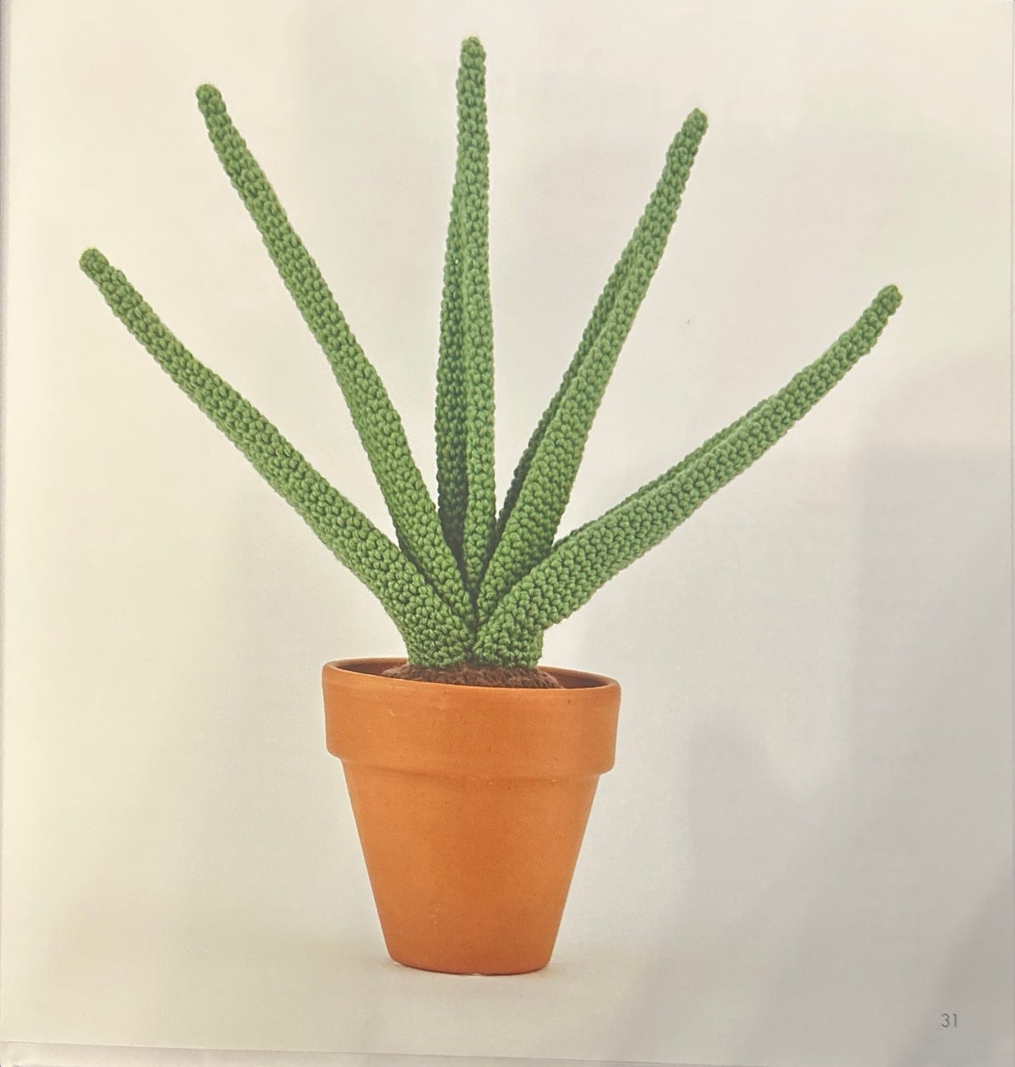 Aloe Vera (Aloe Barbadensis Miller)