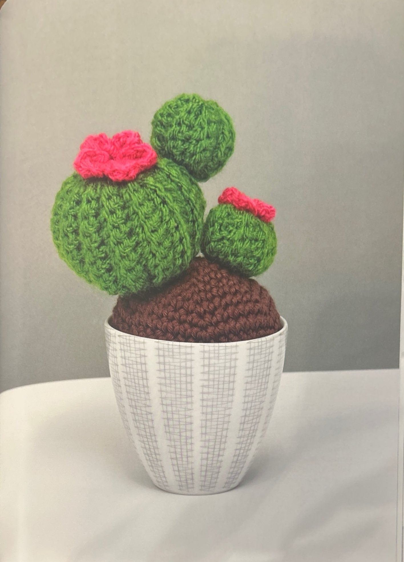 Ball Cactus (Notocactus Uebelmannianus)