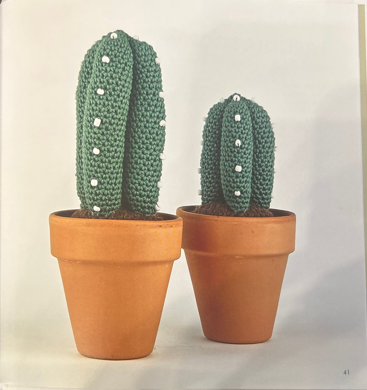 Blue Myrtle Cactus (Myrtillocactus Geometrizans)