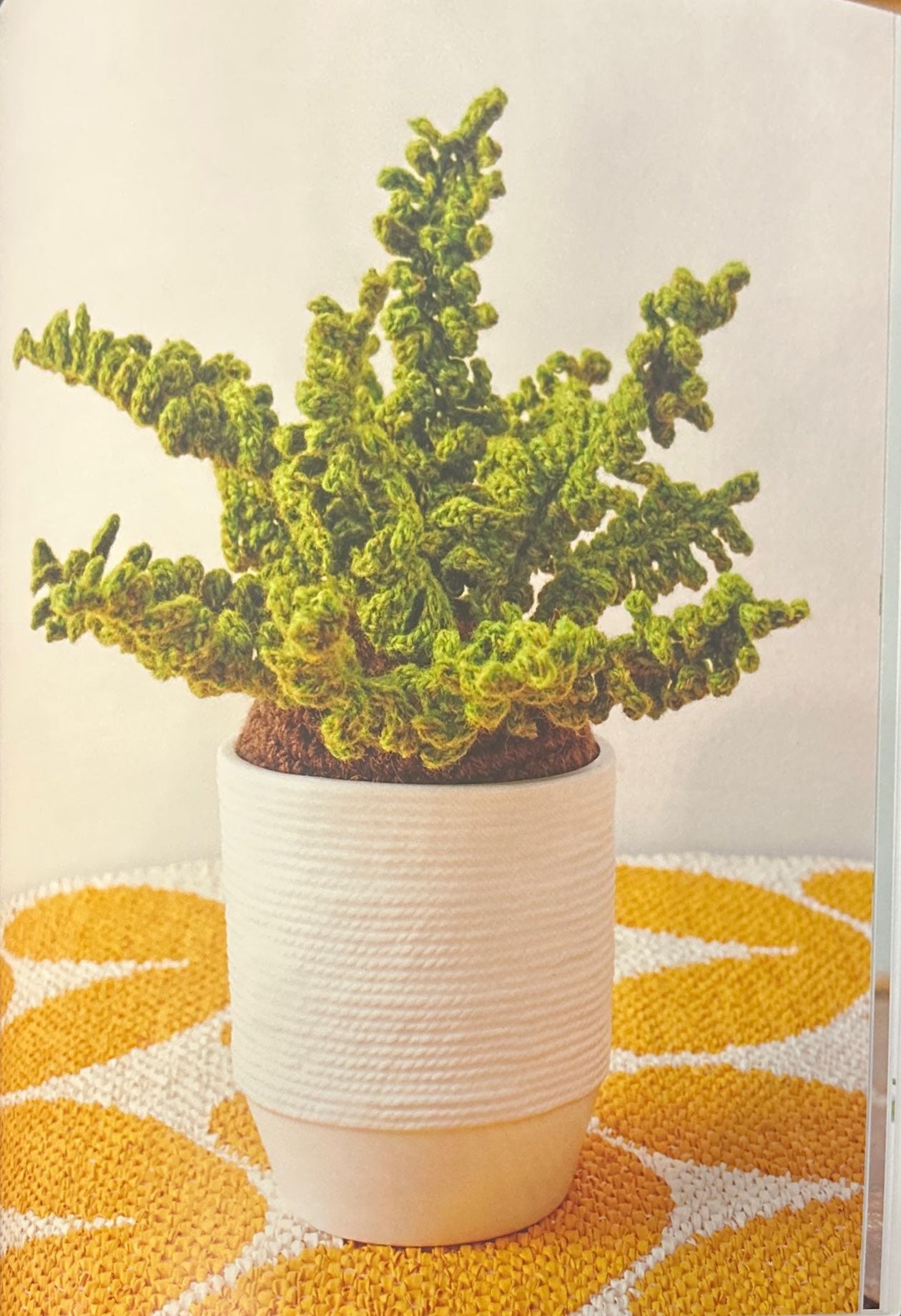 Boston Fern (Nephrolepis Exaltata)