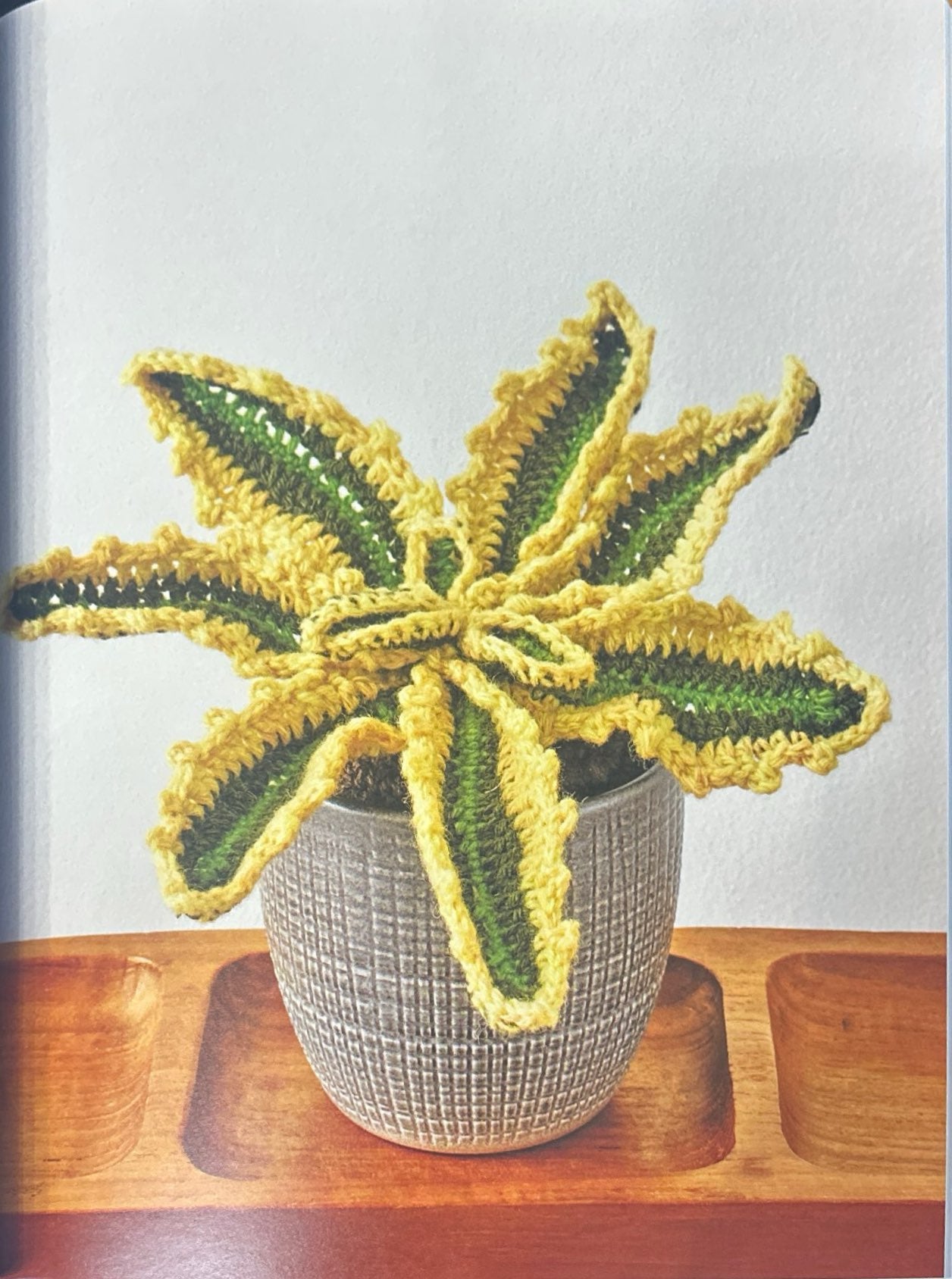 Century Plant (Agave Americana)