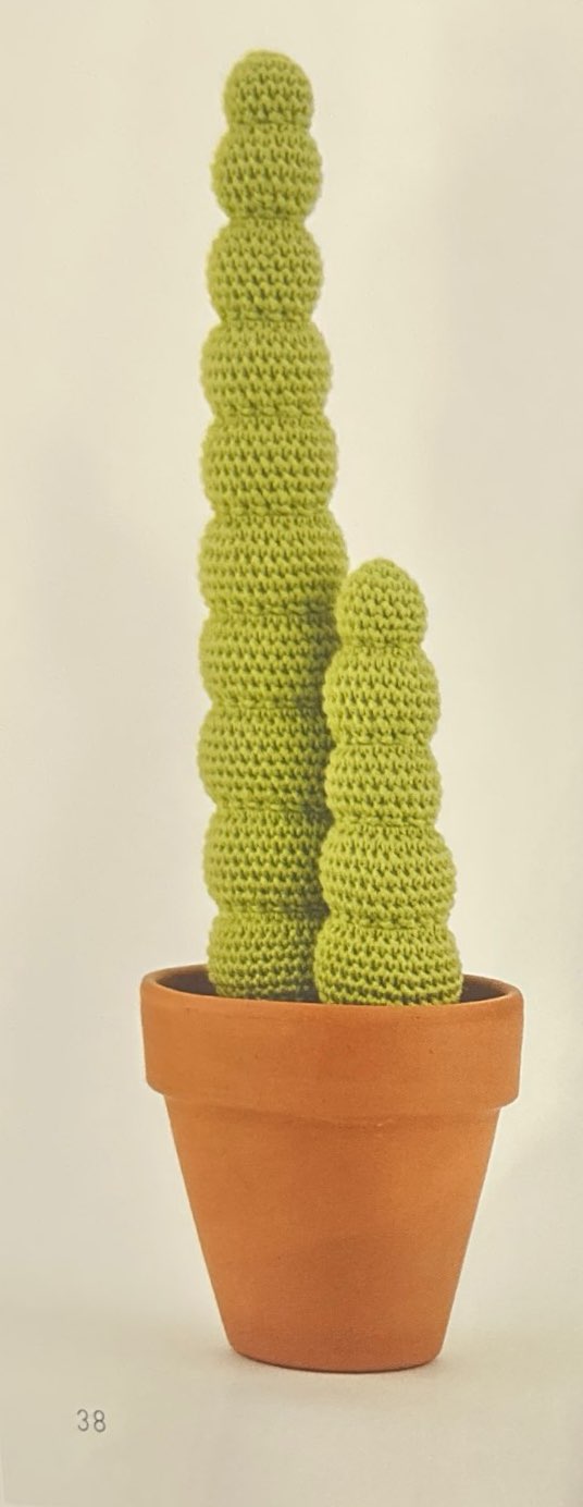 Chilean Dwarf Torch (Varispiralis)