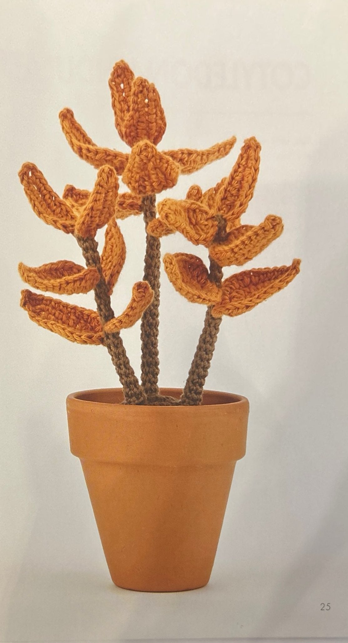 Copper Spoons (Kalanchoe Orgyalis)