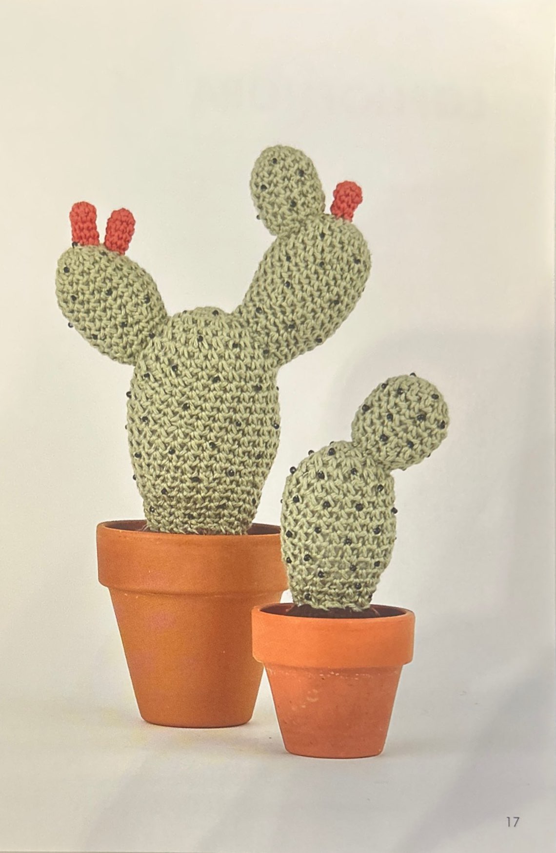 Cow's Tongue Prickly Pear (Opuntia Linguiformis)