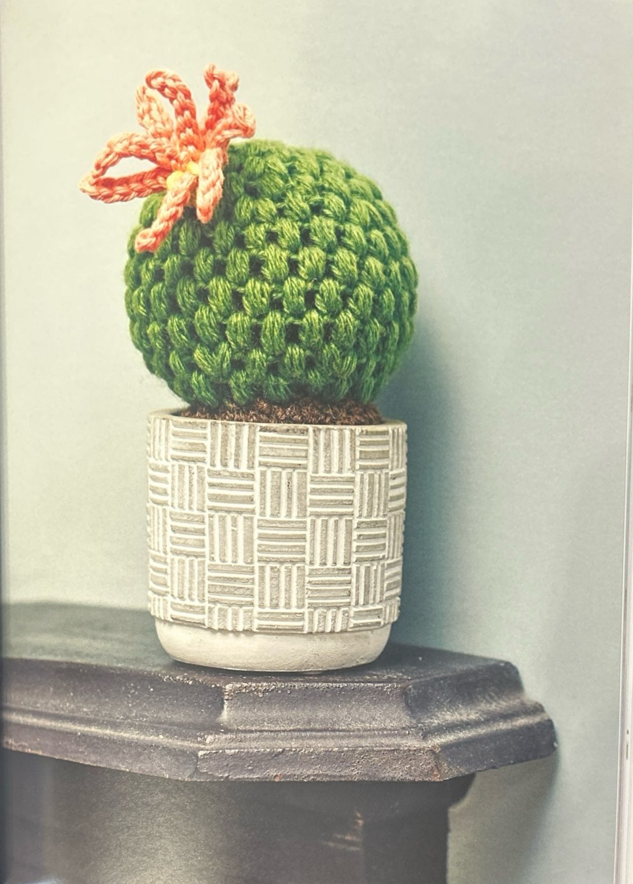 Crown Cactus (Rebutia Krainziana)