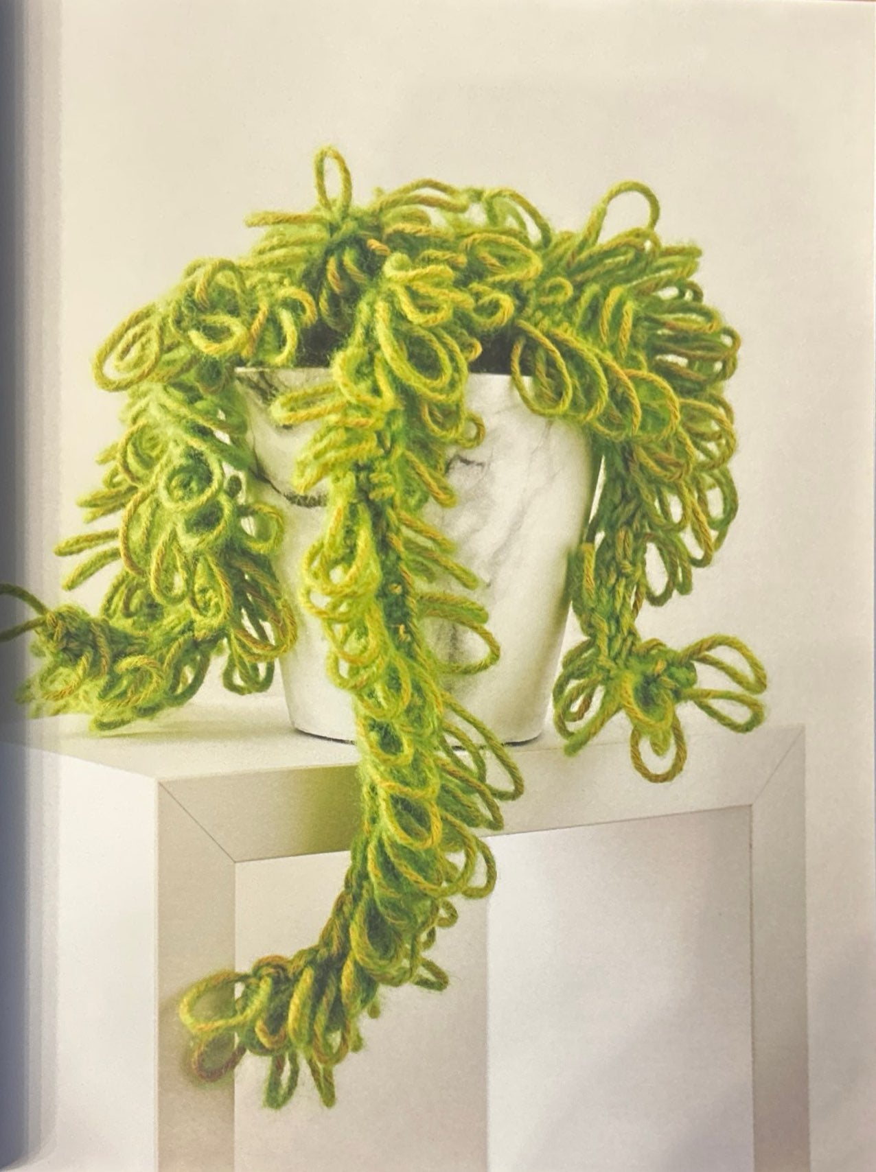 Donkey's Tail (Sedum Morganianum)