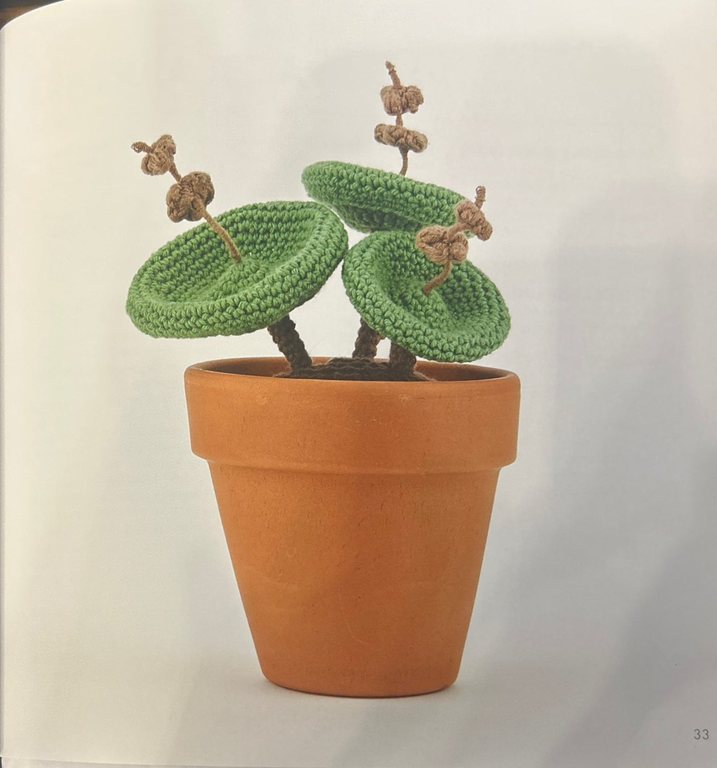 Fairybell Stonecrop (Crassula Umbella)