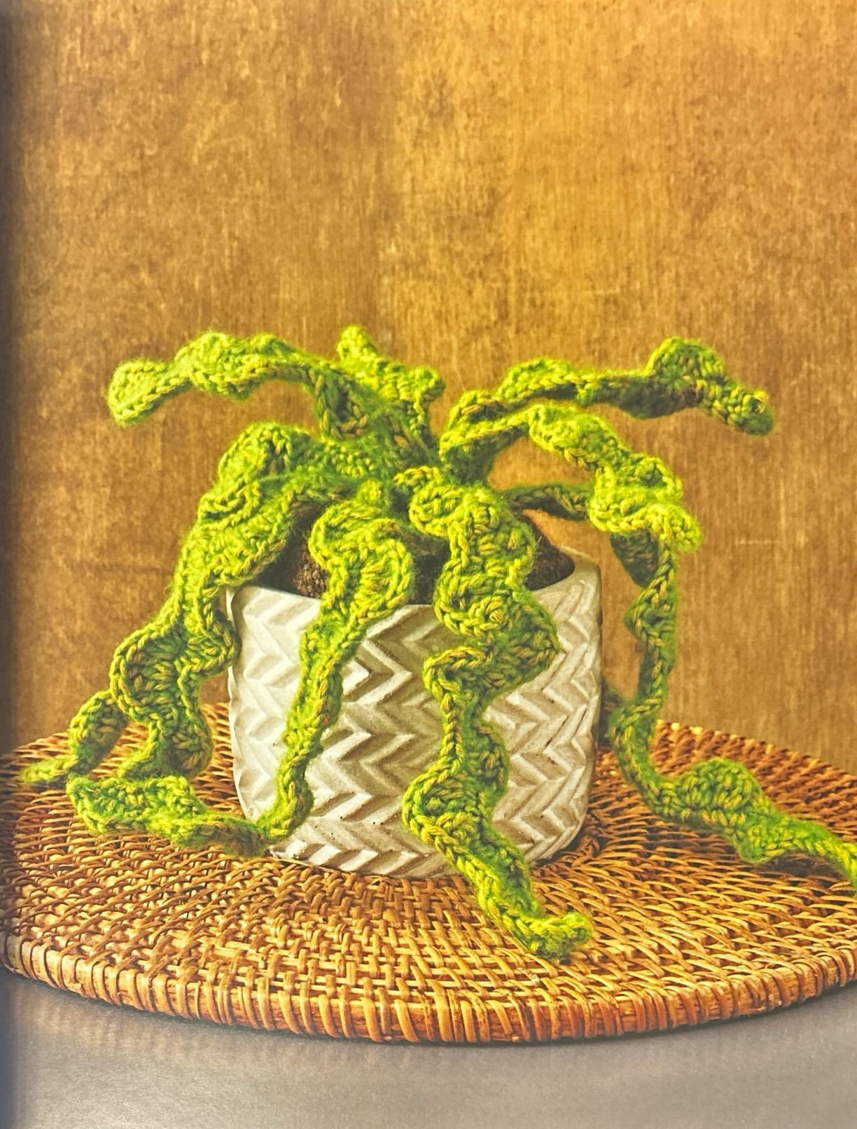 Fishbone Cactus (Epiphyllum Anguliger)