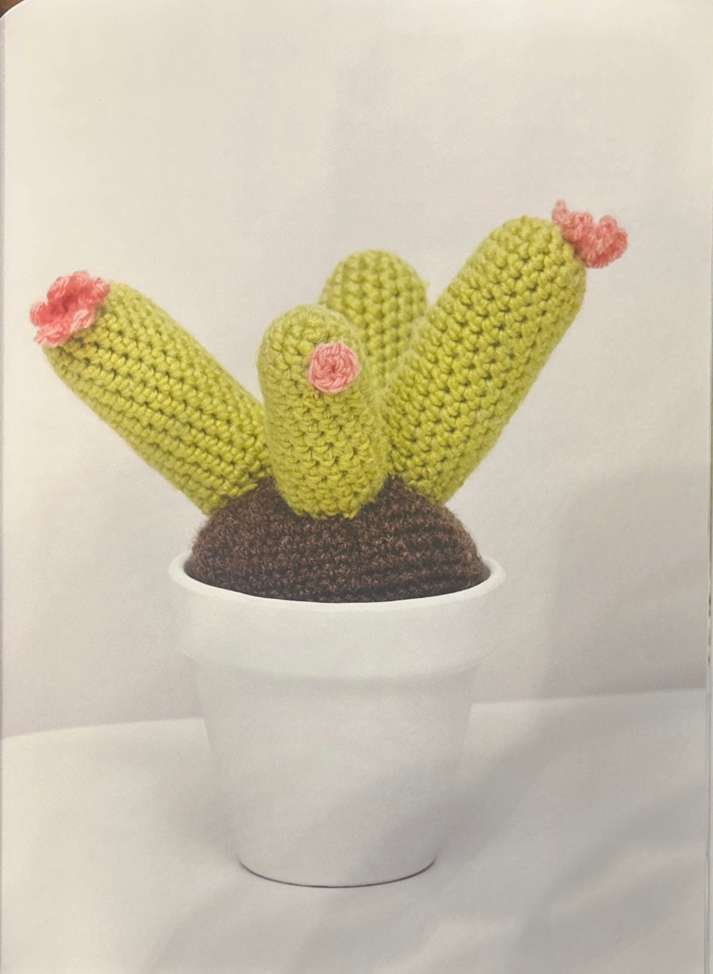 Golden Torch (Echinopsis Spachiana)