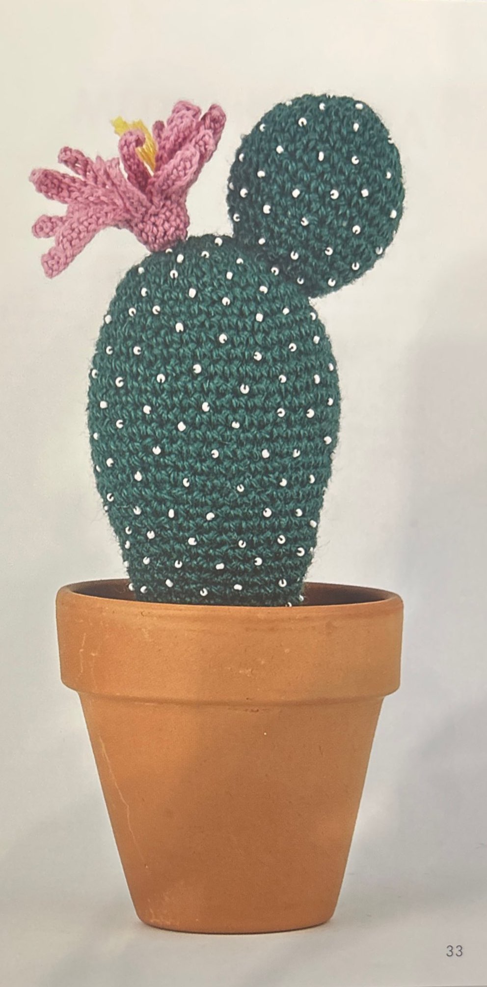 Hedgehog Cactus (Echinocereus Scheeri)