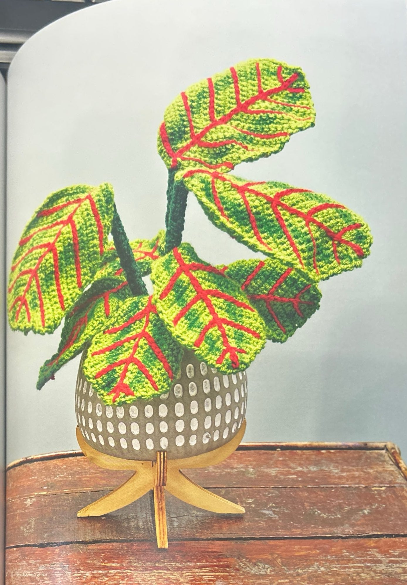 Herringbone Plant (Maranta Leuconeura var. Leuconeura "Fascinator")