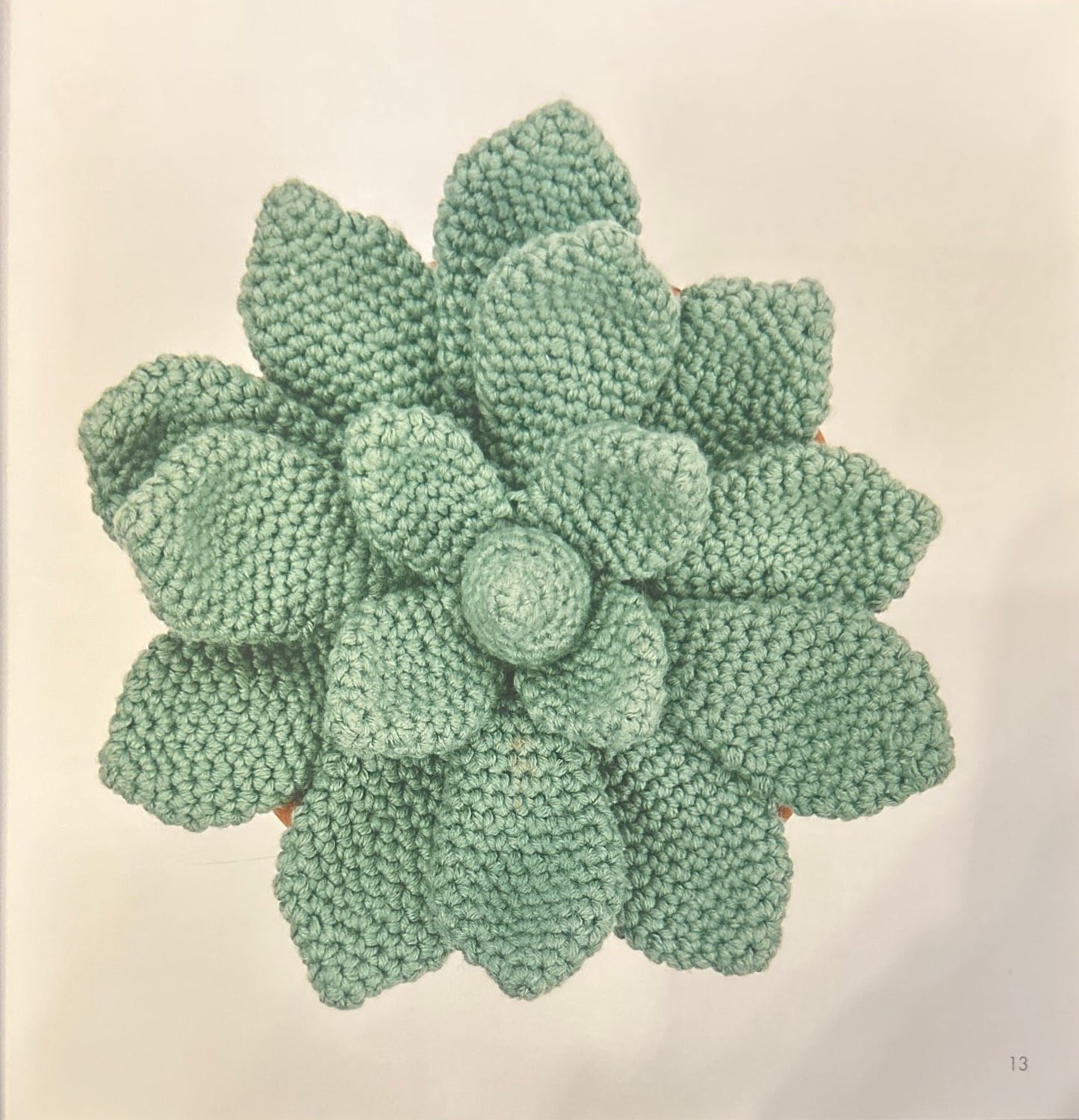 Mexican Rosette (Echeveria)