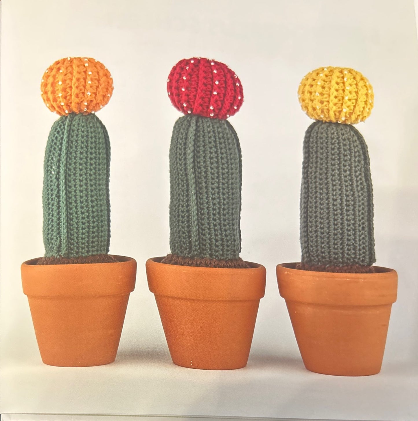 Moon Cactus (Gymnocalycium Mihanovichii)