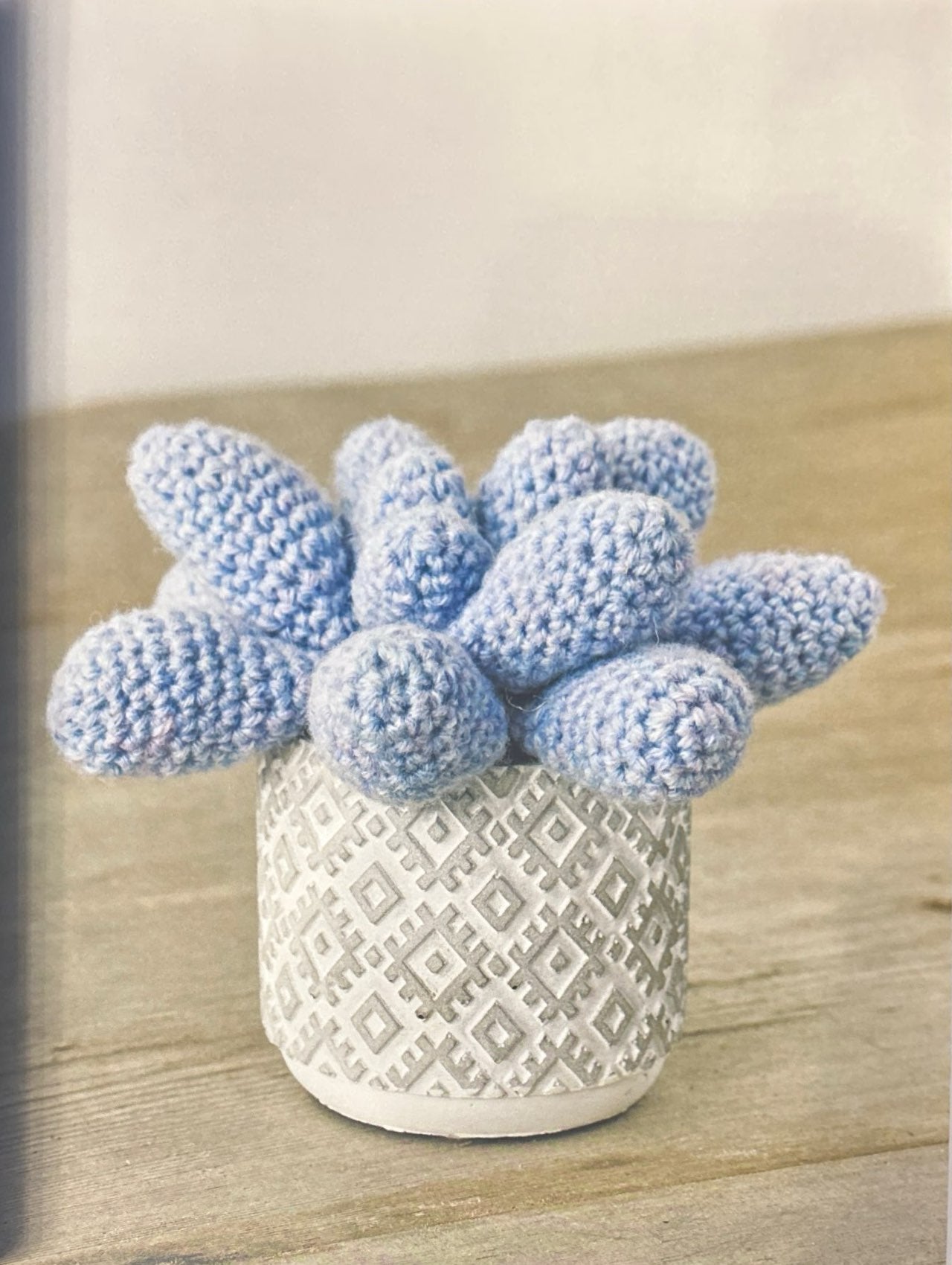 Moonstones (Pachyphytum Oviferum)