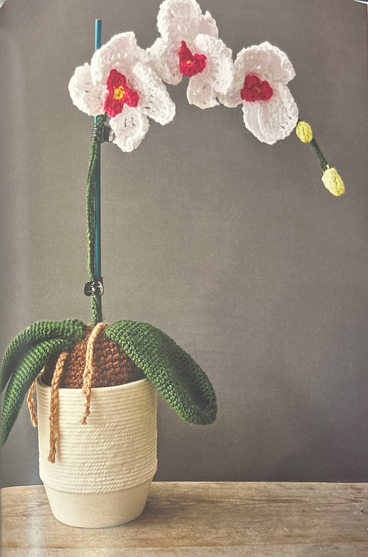 Moth Orchid (Phalaenopsis)