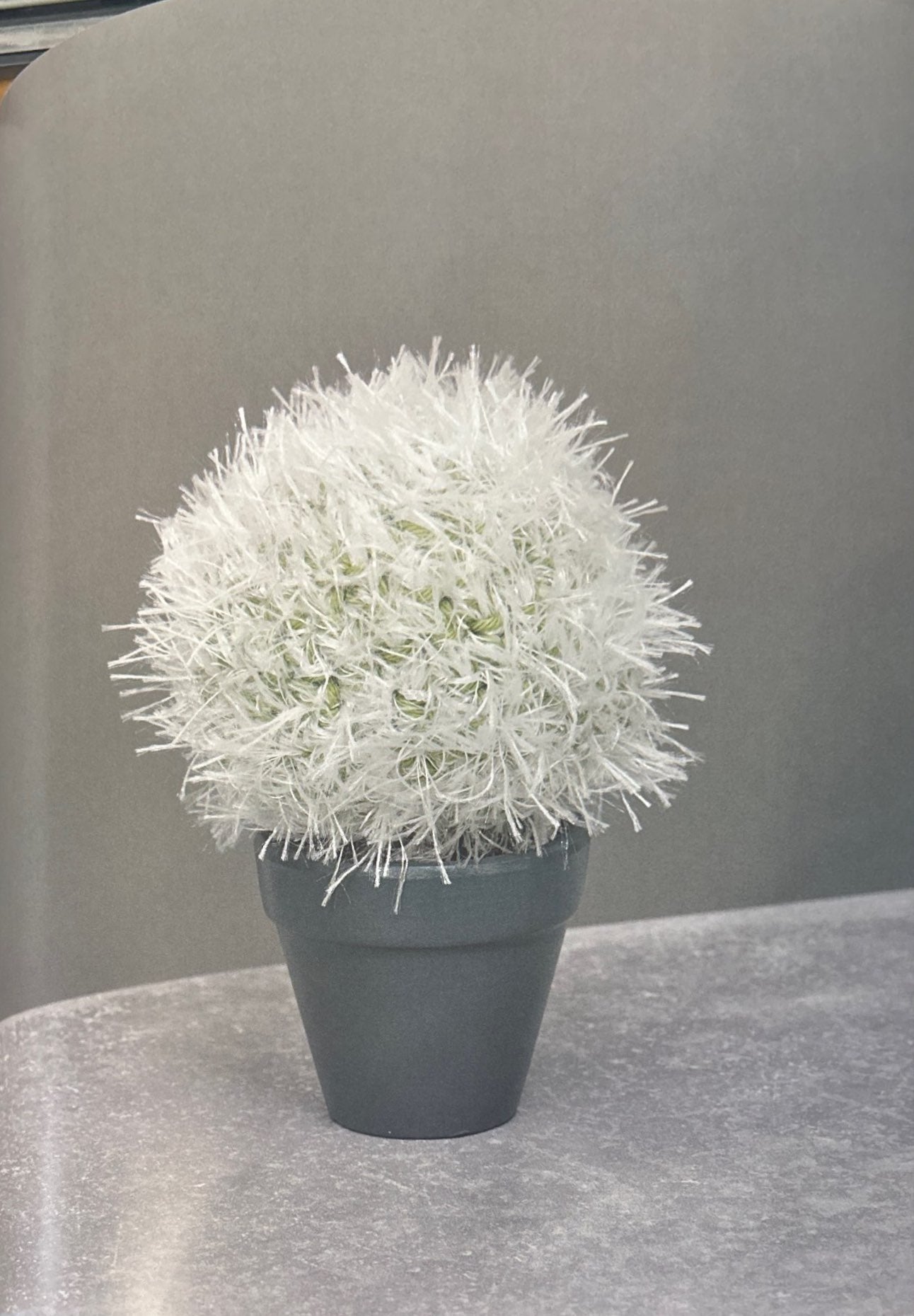Old Lady Cactus (Mammillaria Hahniana)