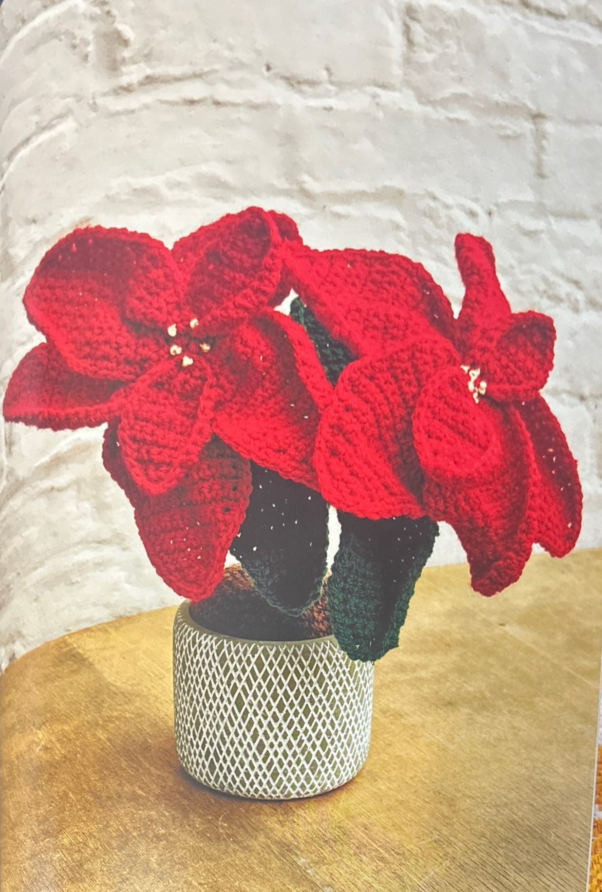 Poinsettia (Euphorbia Pulcherrima)