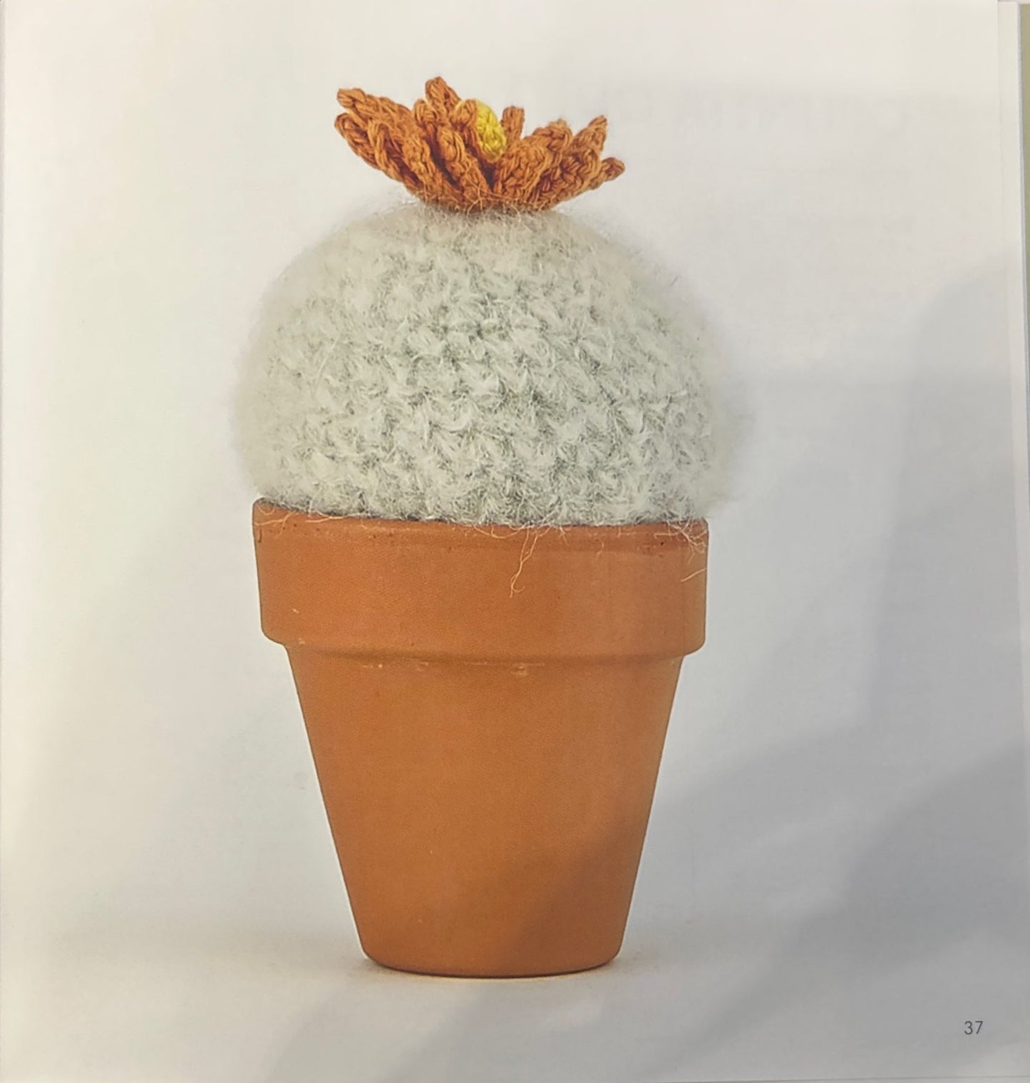 Scarlet Ball (Notocactus Haselbergii)