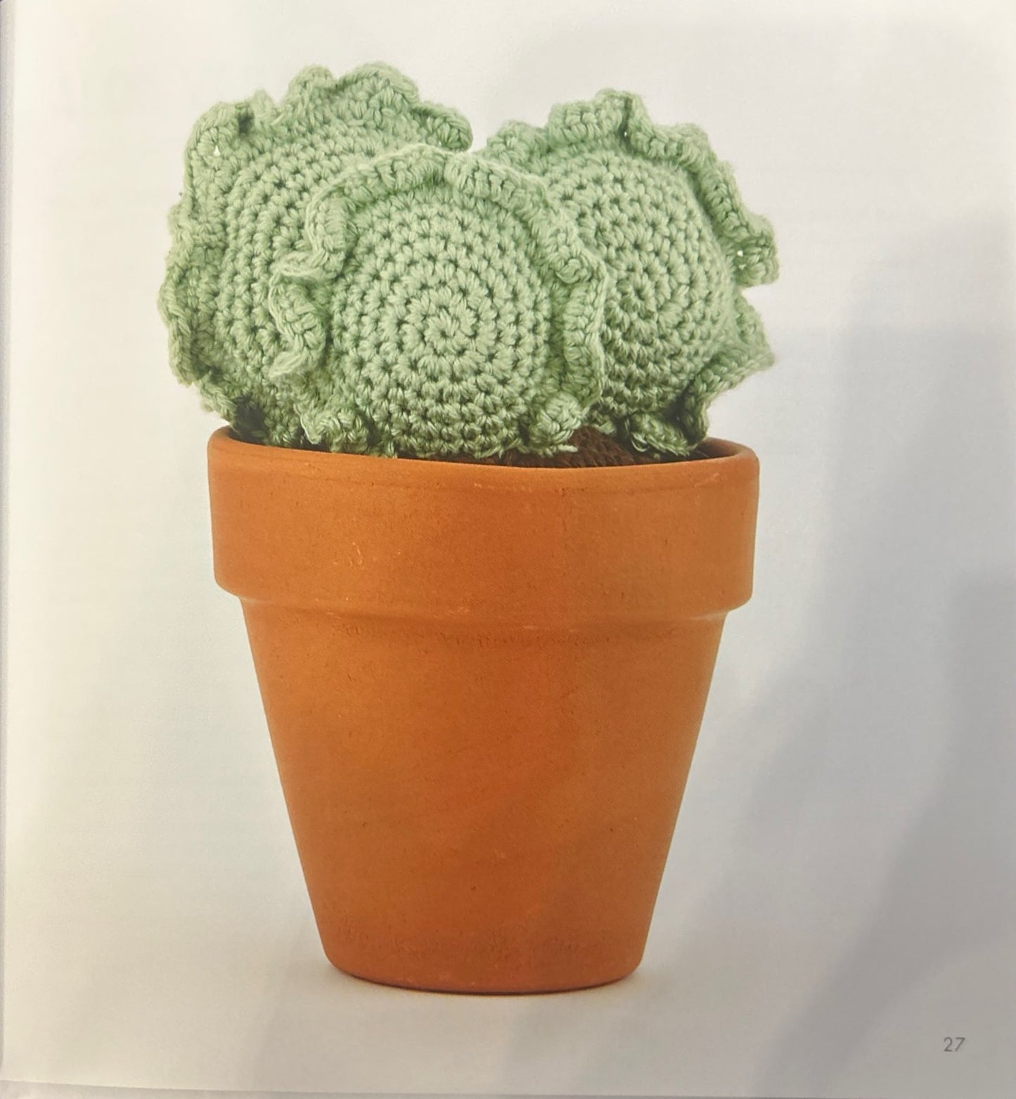 Silver Ruffles (Cotyledon Undulata)