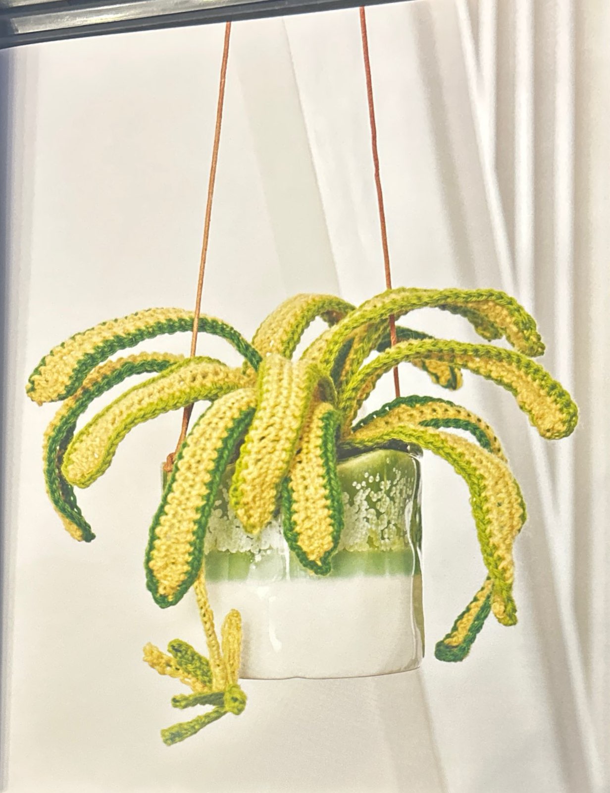 Spider Plant (Chlorophytum Comosum)