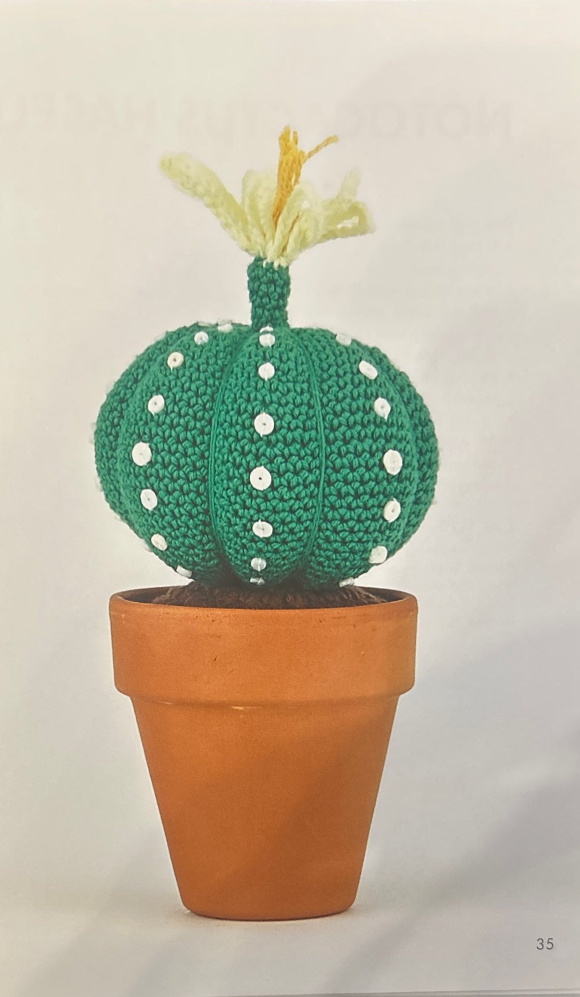 Star Cactus (Astrophytum)