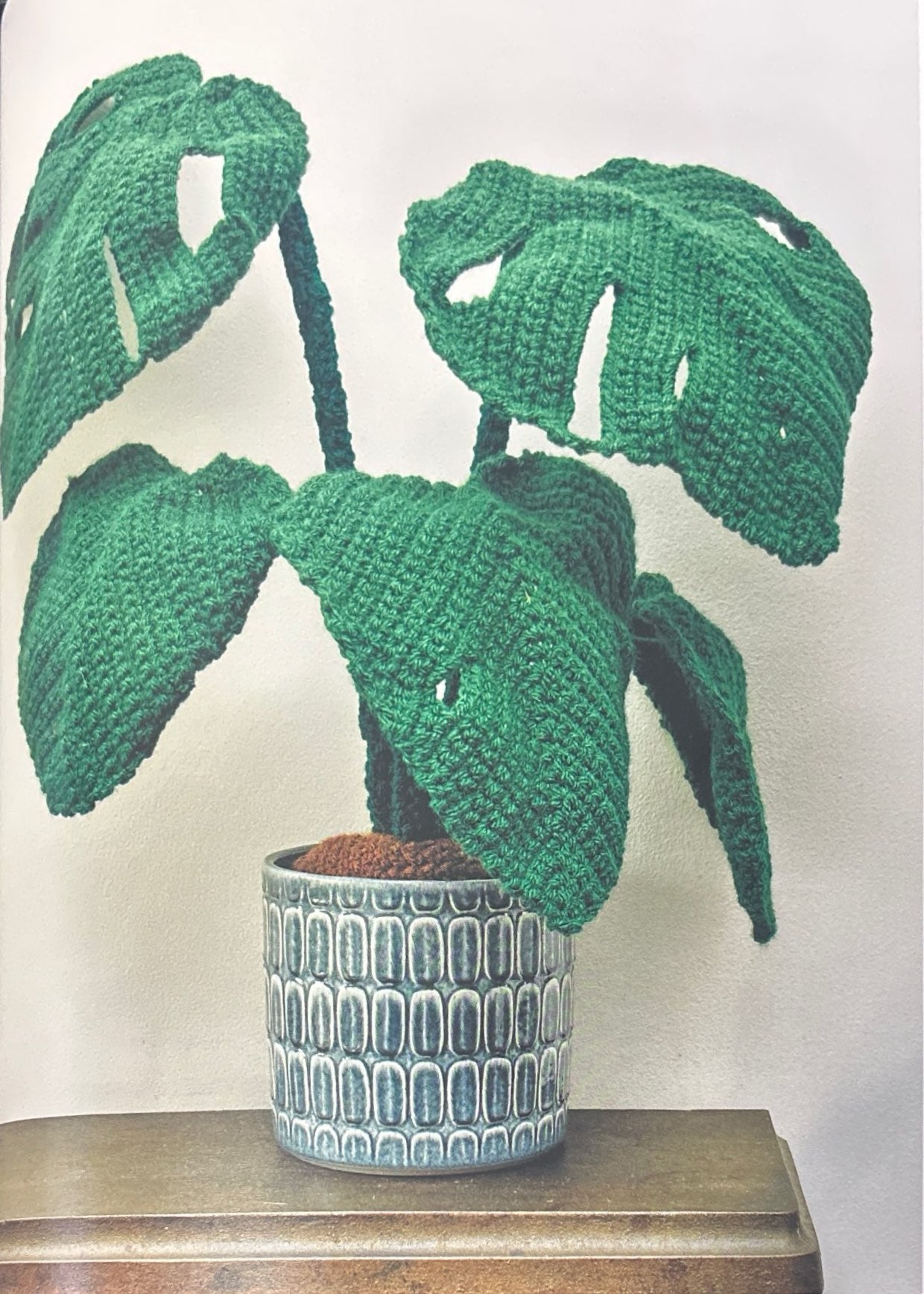 Swiss Cheese Plant (Monstera Deliciosa)