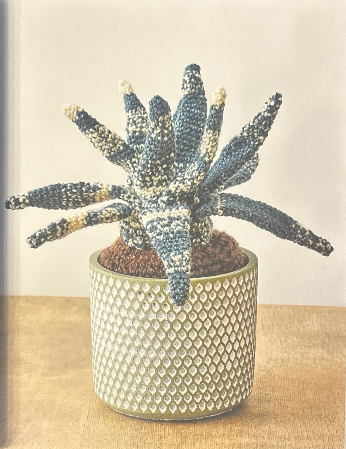 Tiger Aloe (Gonialoe Variegata)