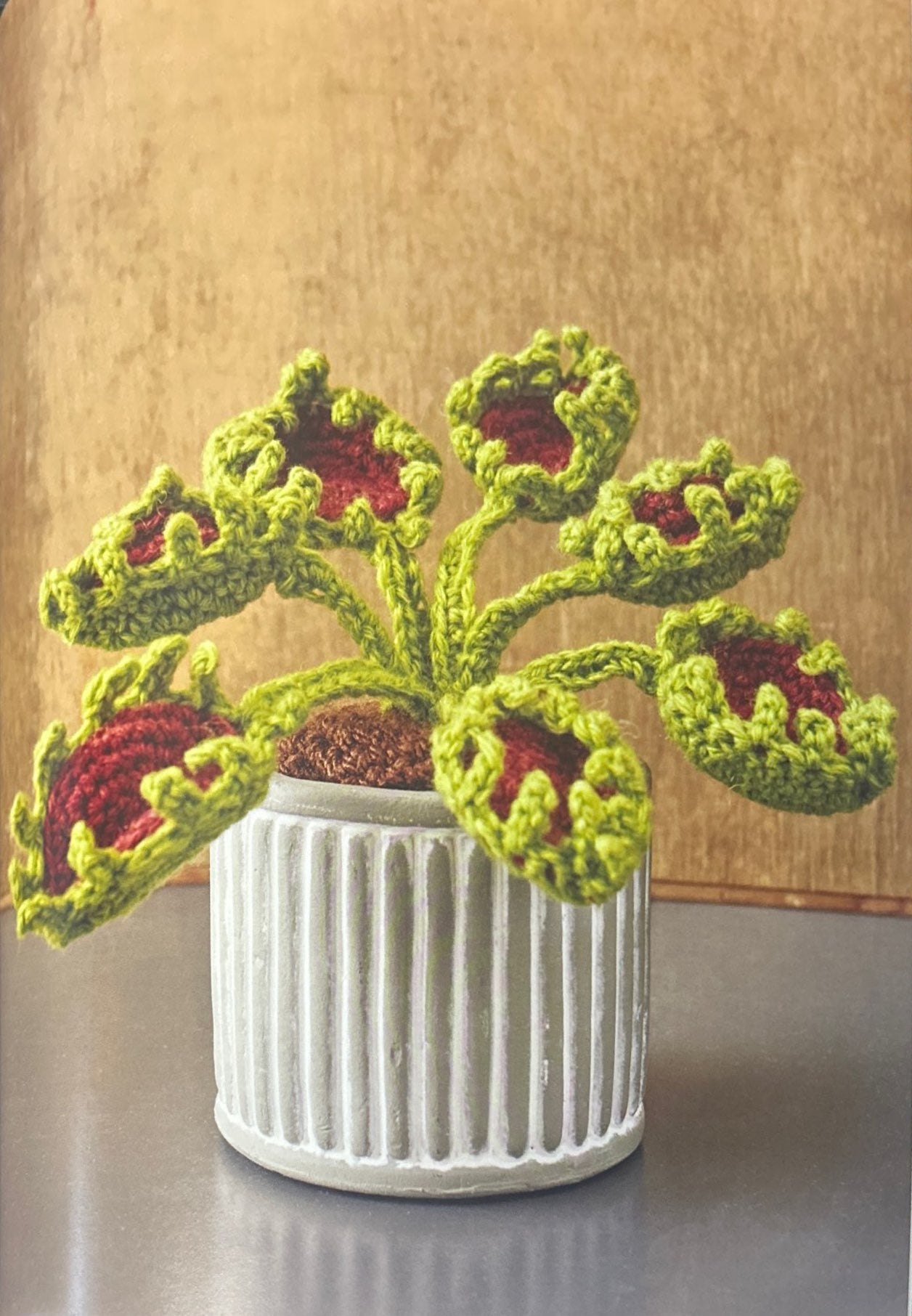 Venus Flytrap (Dionaea Muscipula)