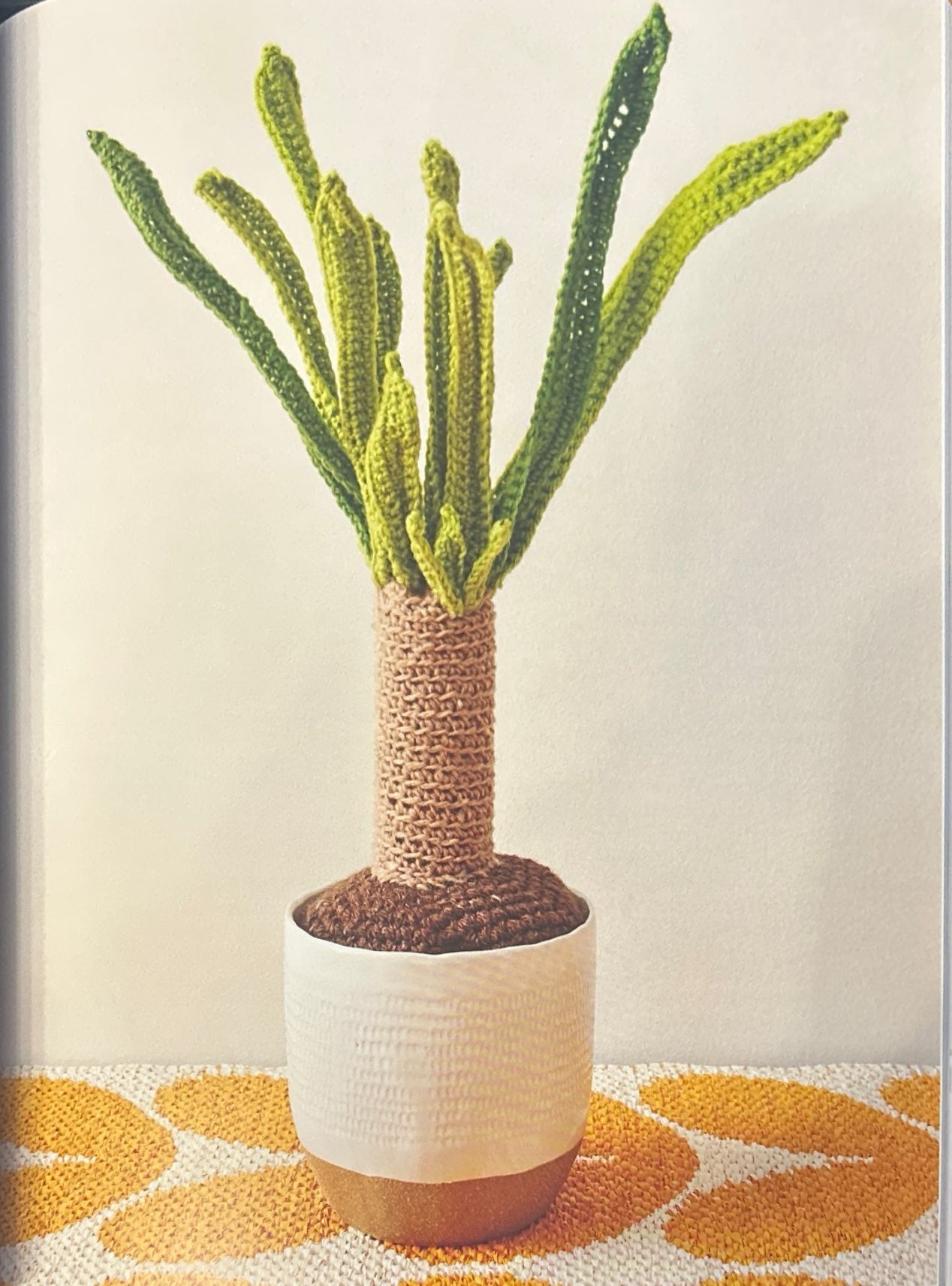 Yucca (Yucca Elephantipes)