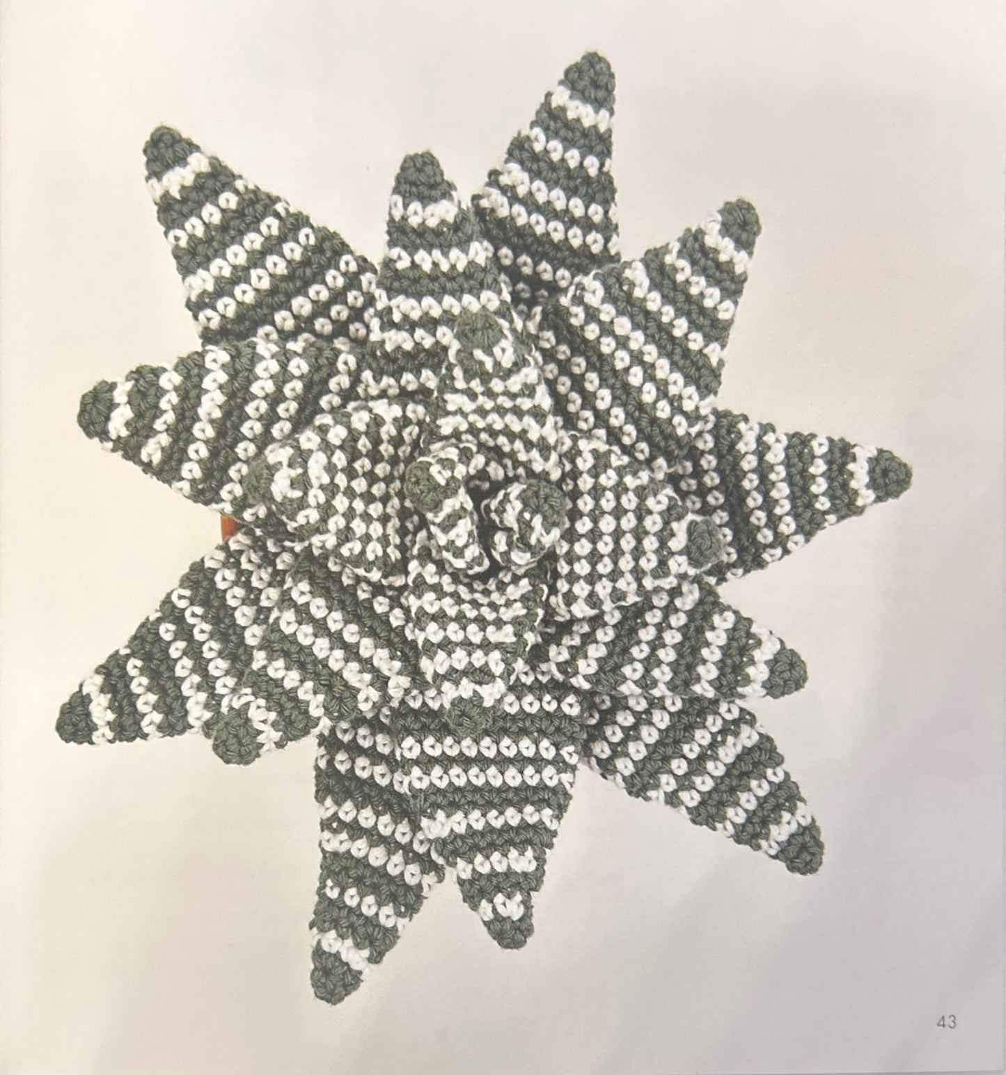 Zebra Plant (Haworthia Limifolia)