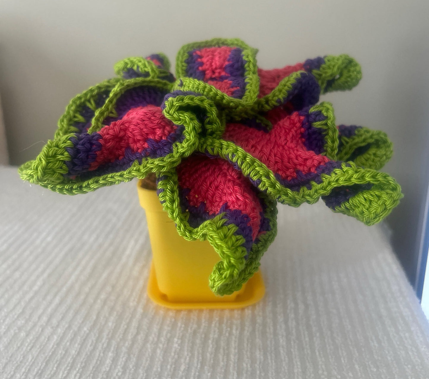 Coleus (Solenostemon)