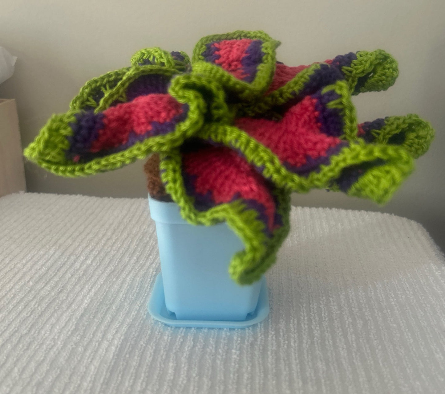 Coleus (Solenostemon)