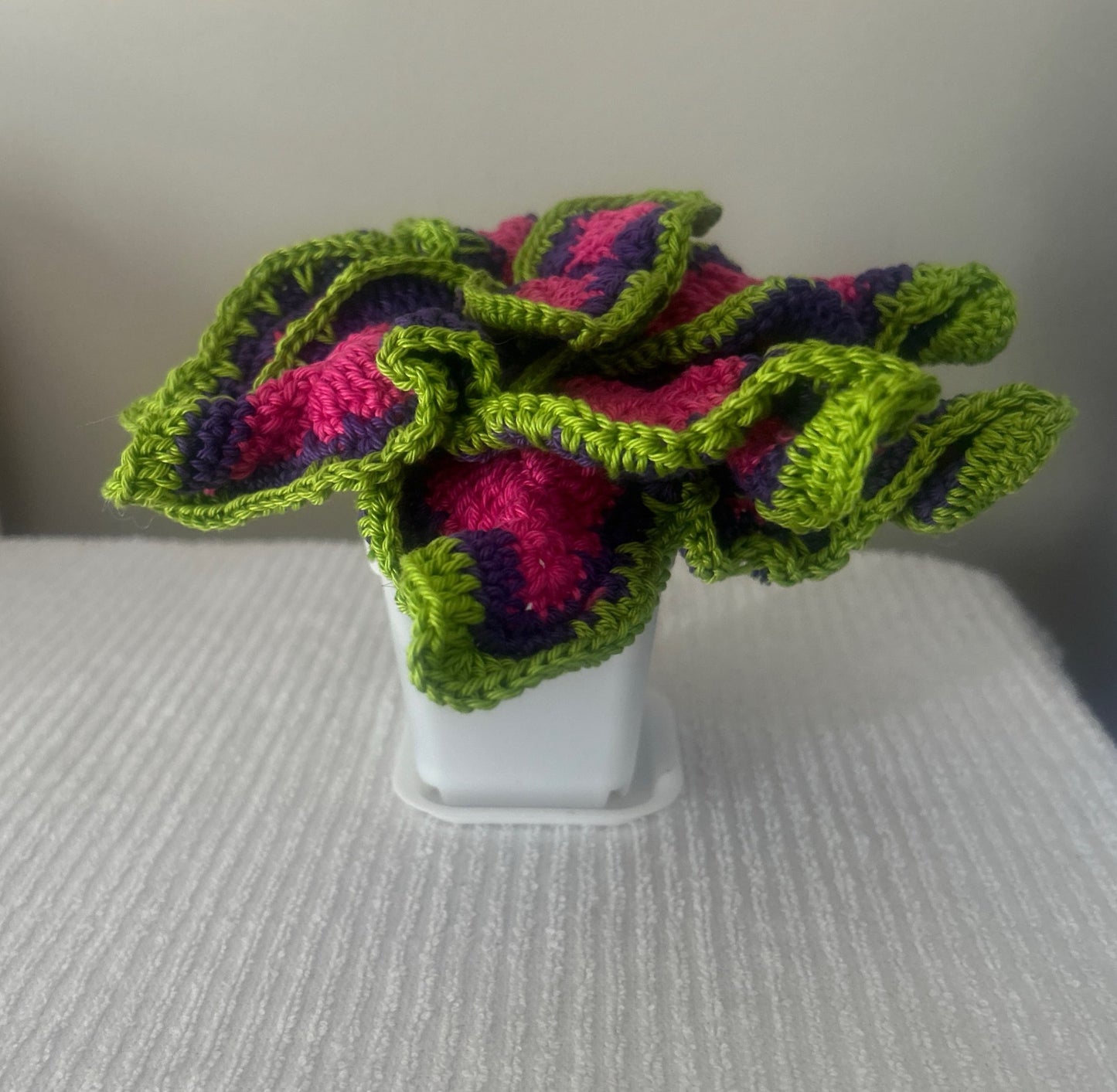 Coleus (Solenostemon)