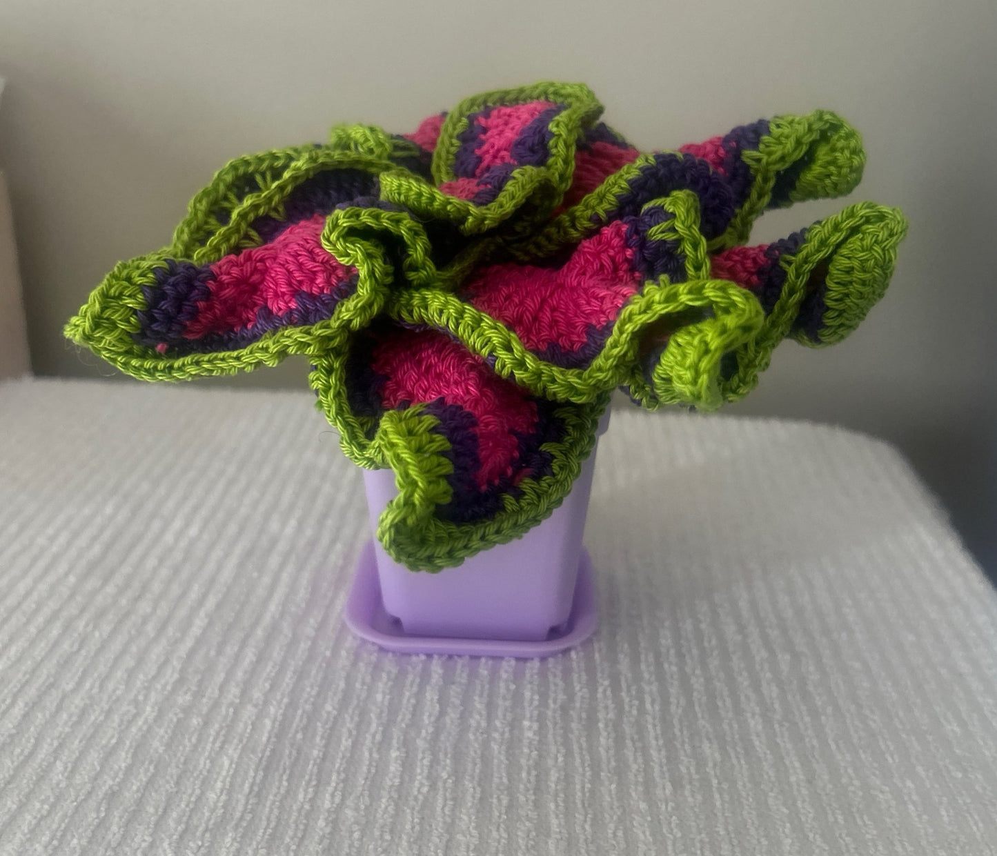 Coleus (Solenostemon)