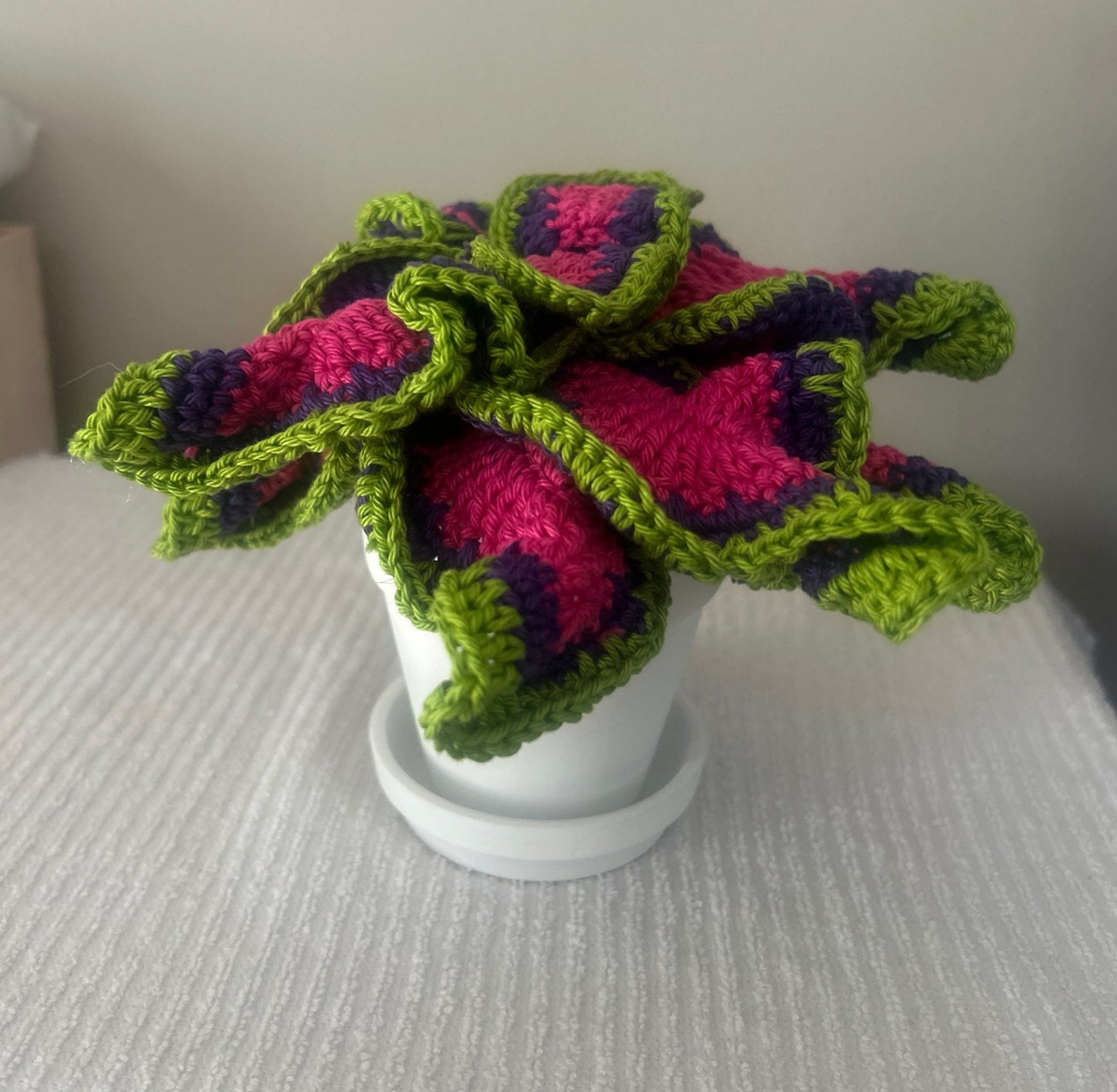Coleus (Solenostemon)