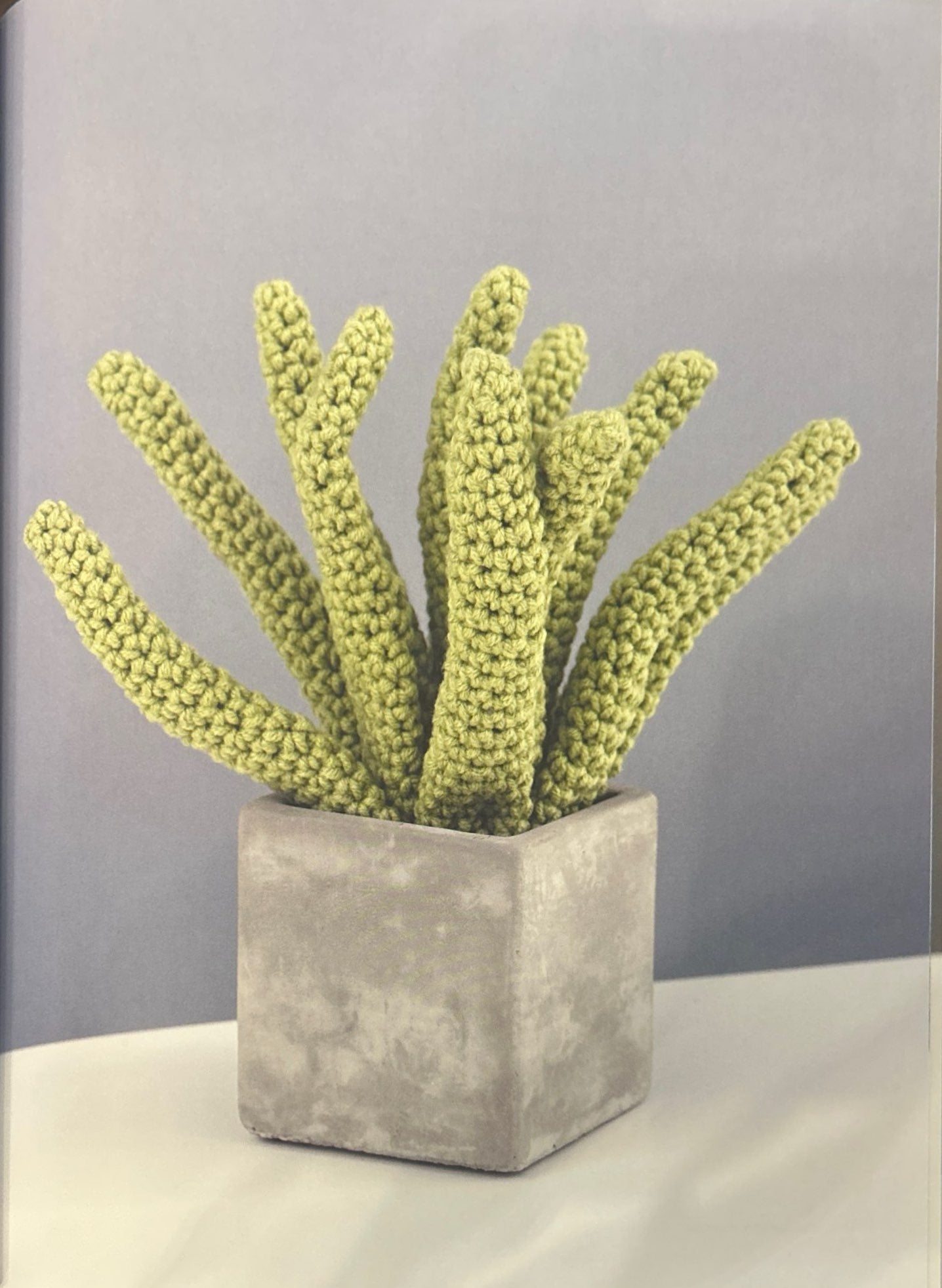 Aloe Vera (Aloe Barbadensis)