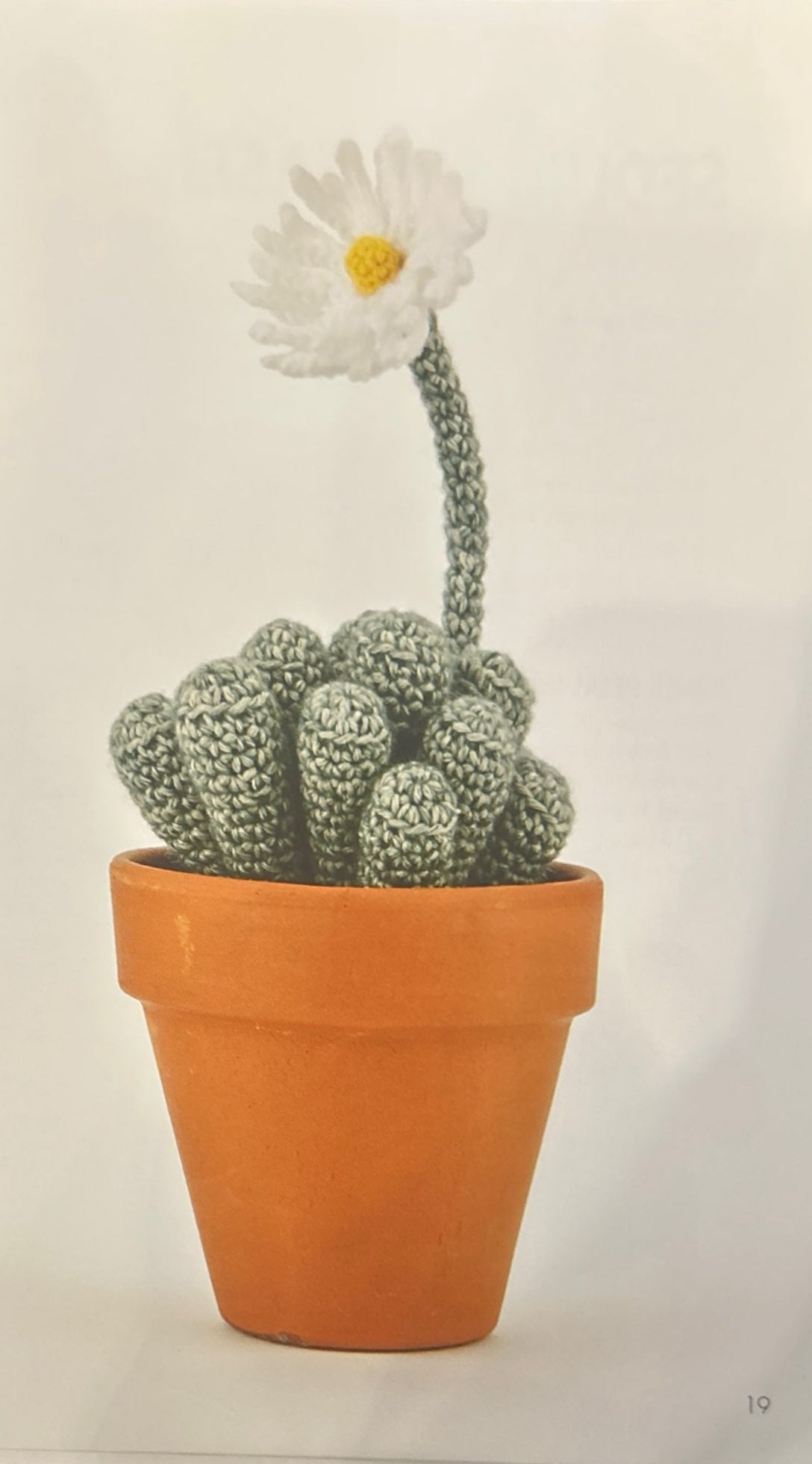 Baby Toes (Fenestraria)