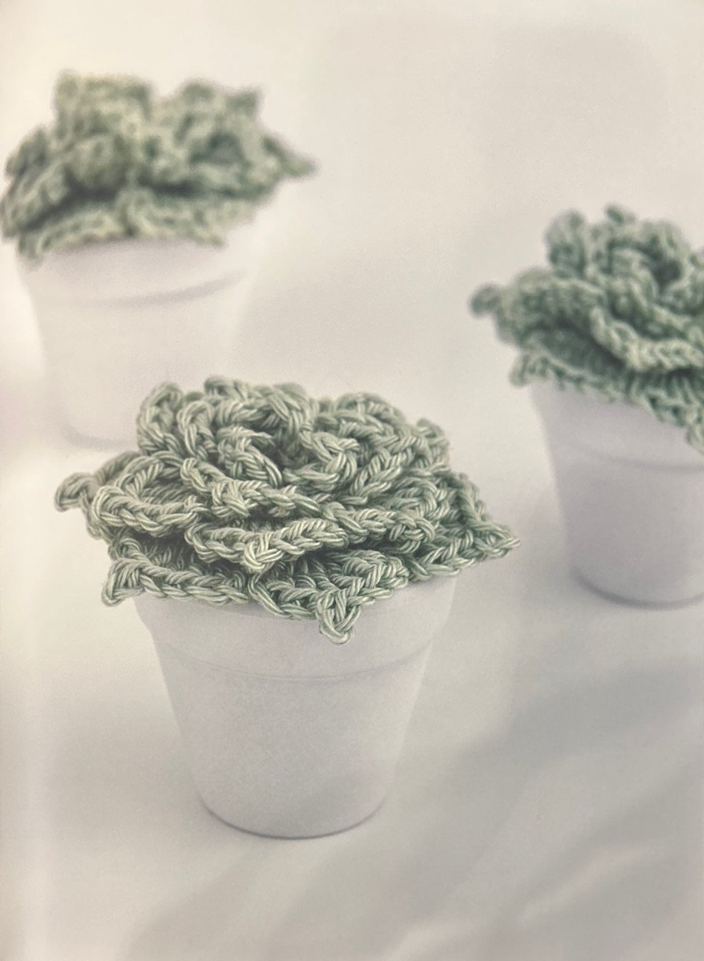 Blue Waves (Echeveria "Blue Waves")