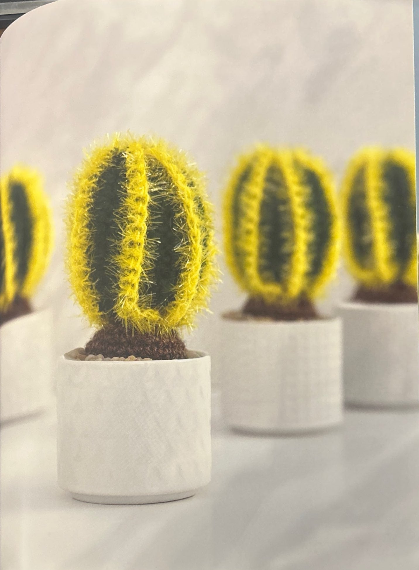 Cardon Grande (Echinopsis Atacamensis)