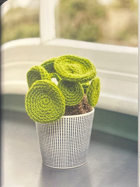 Chinese Money Plant (Pilea Peperomioides)