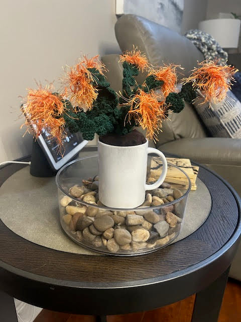 Holiday Cactus (Schlumbergera Truncata)