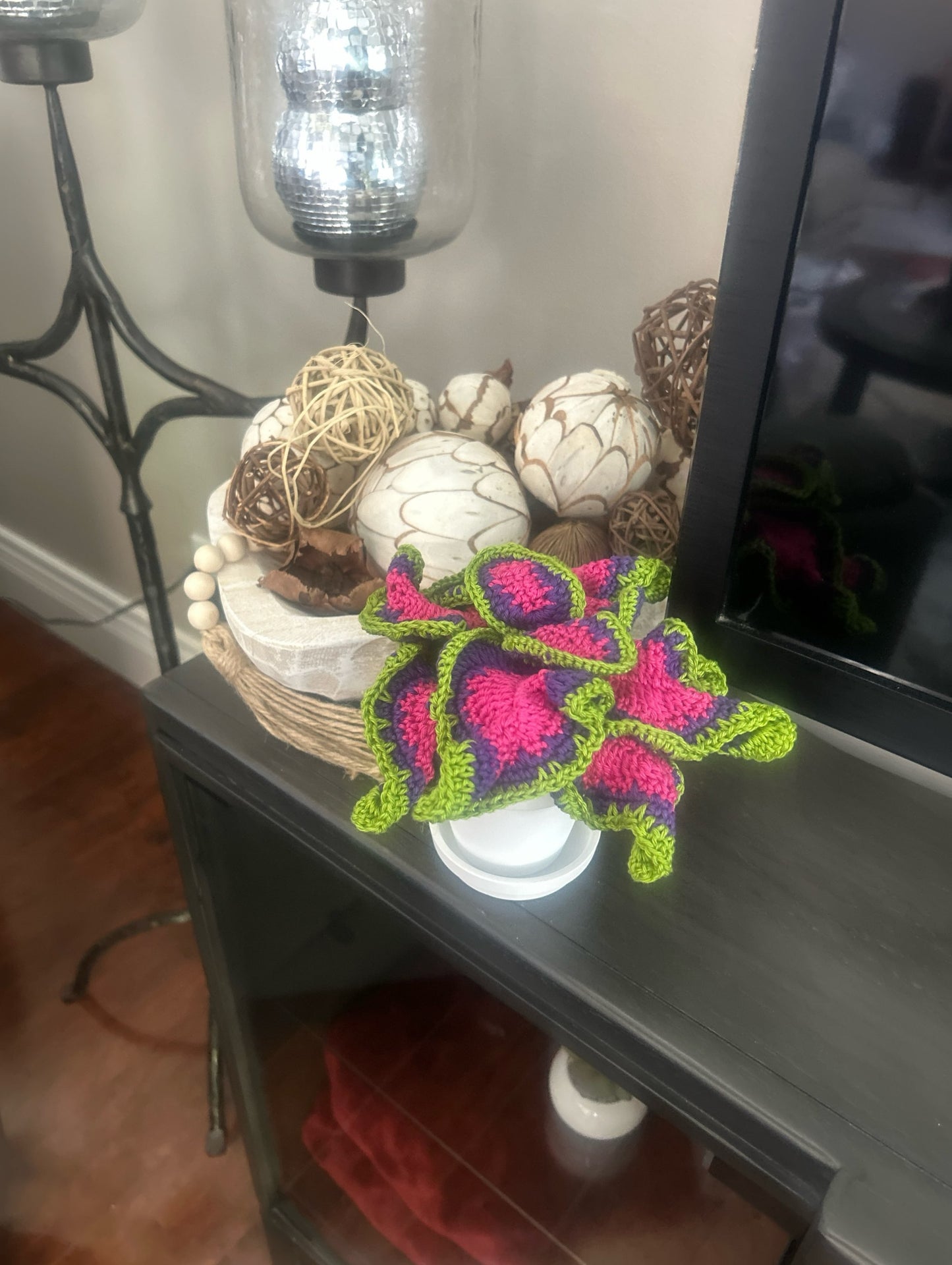 Coleus (Solenostemon)