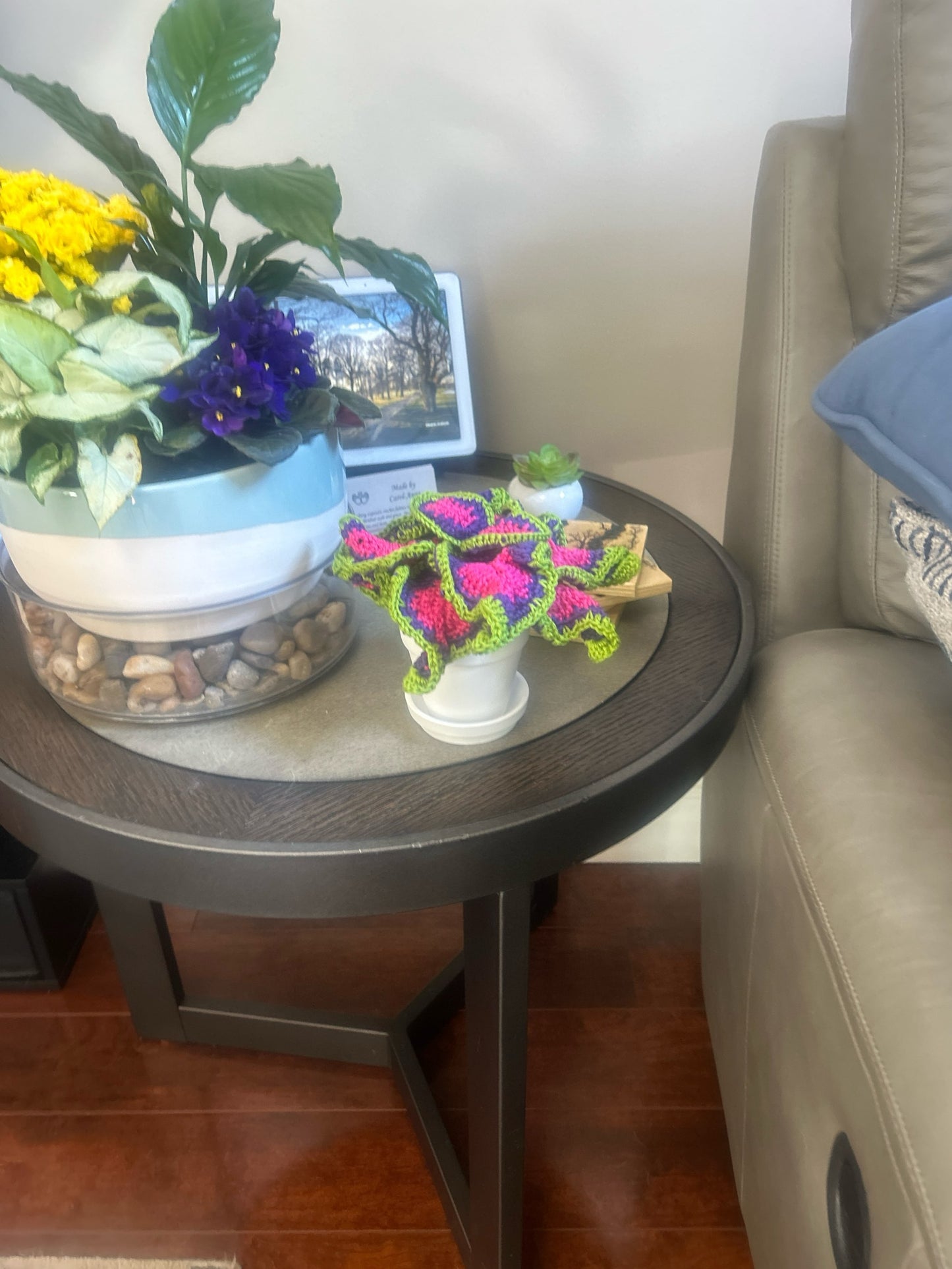 Coleus (Solenostemon)