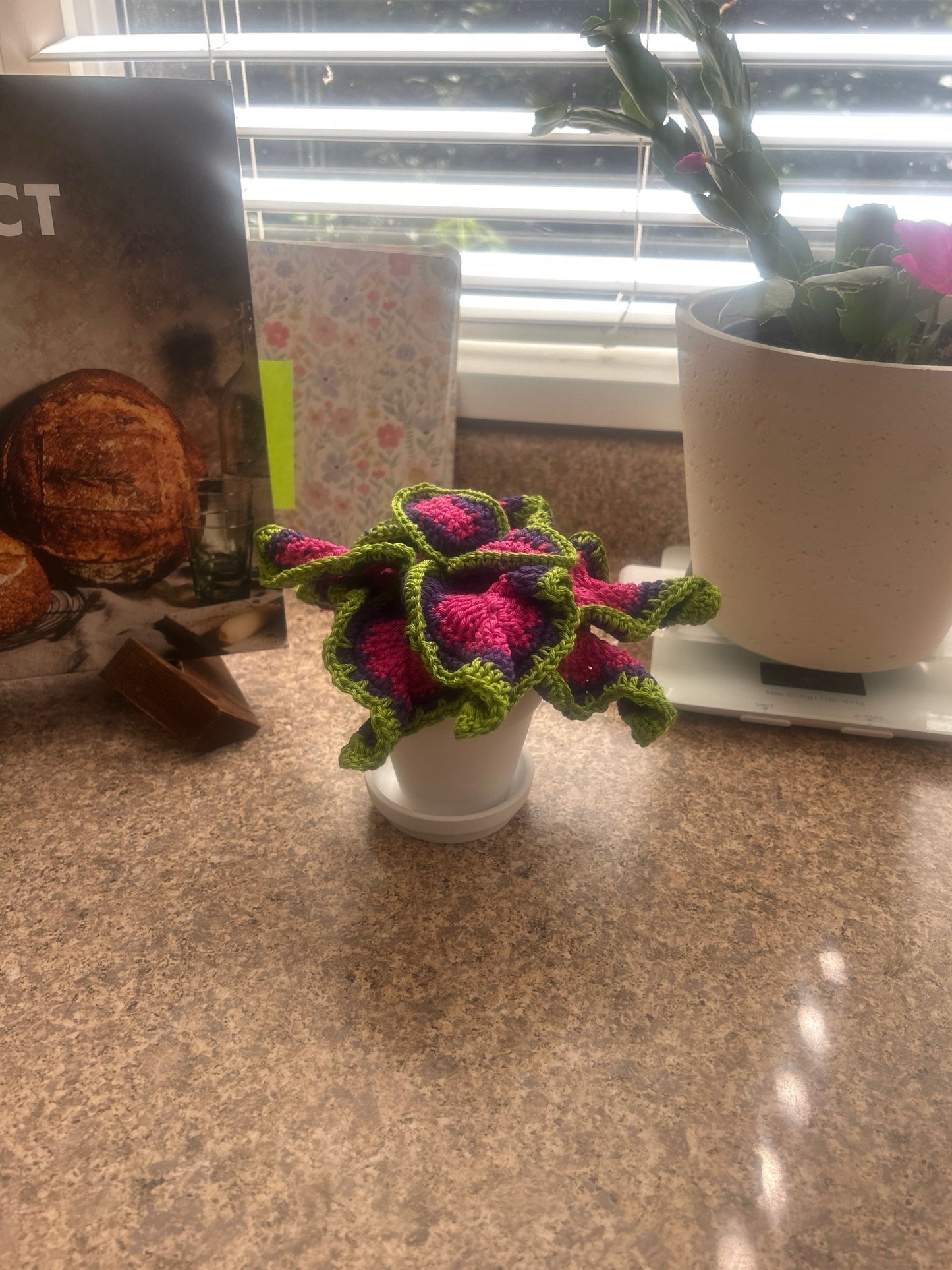 Coleus (Solenostemon)