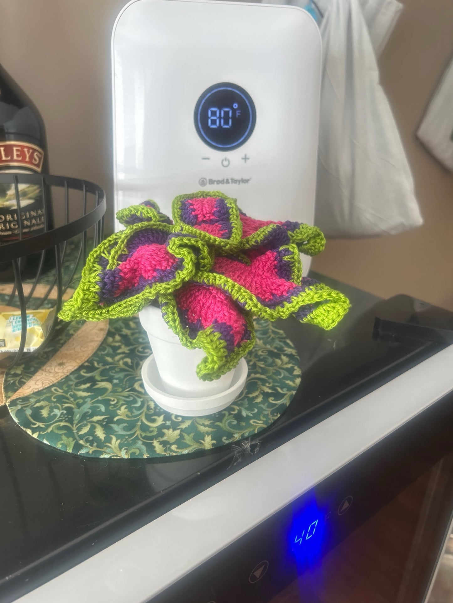 Coleus (Solenostemon)