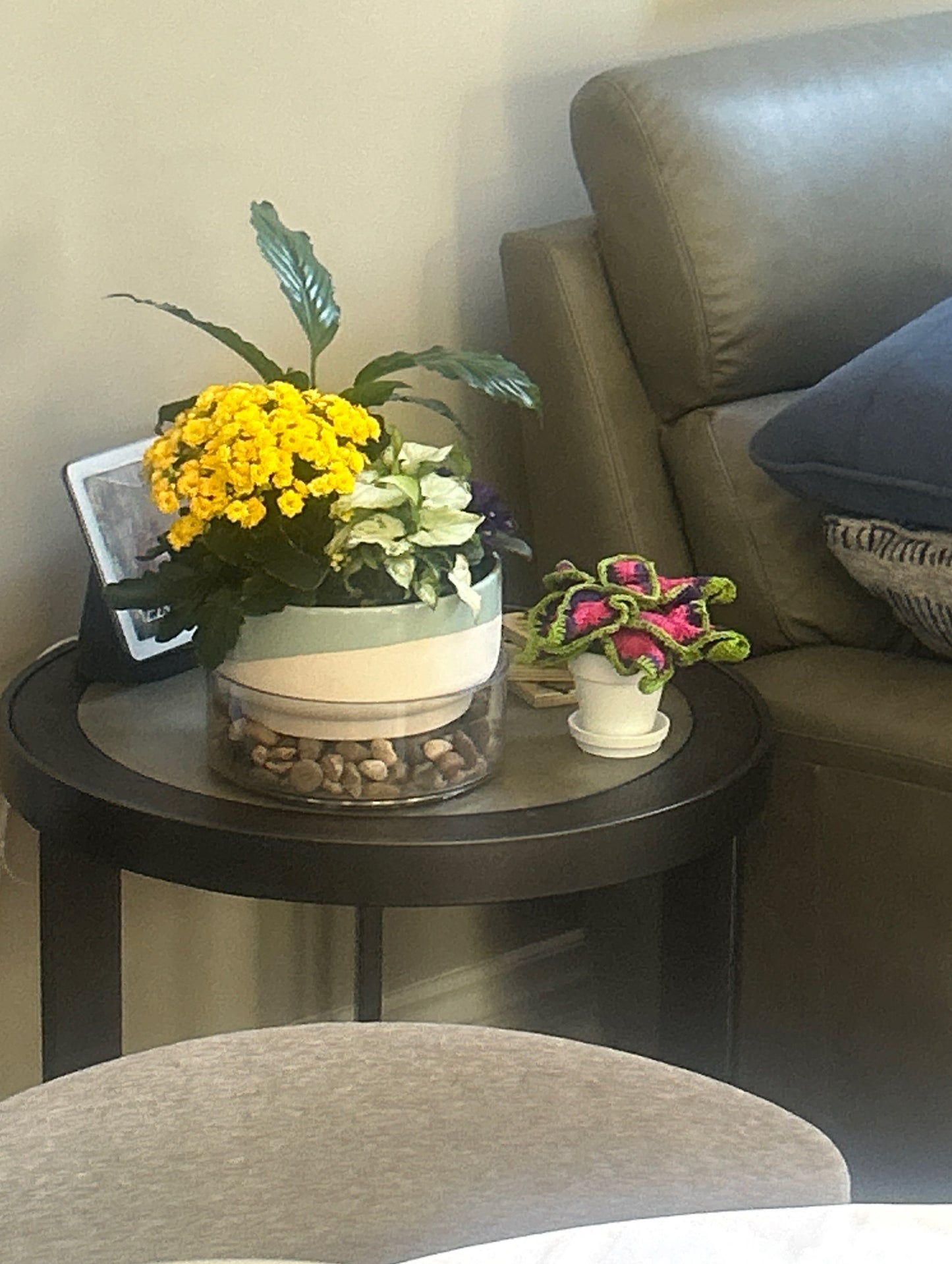 Coleus (Solenostemon)