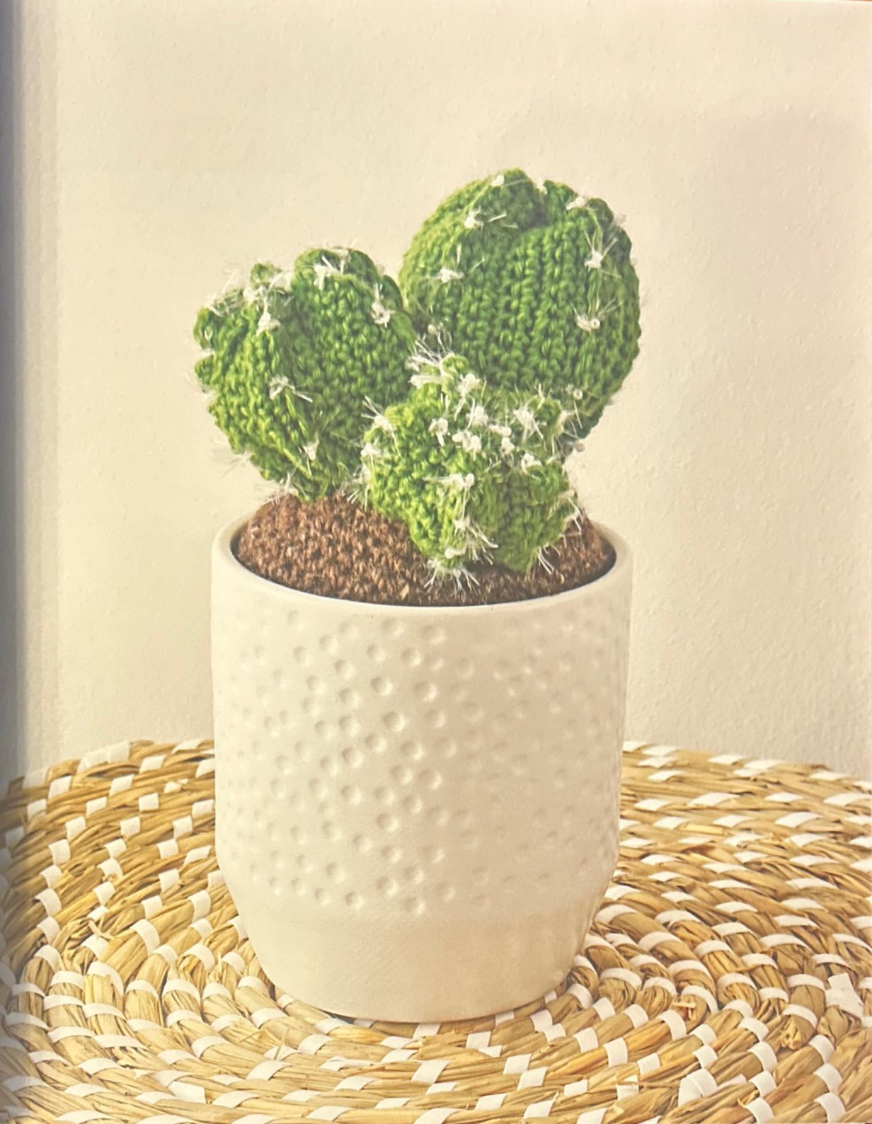 Fairy Castle (Cereus Peruvianus Monstrose)